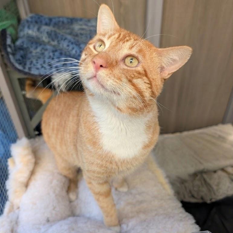 Enlarge Bilbo, a Adoptable Domestic Short Hair in Sunnyvale, CA image 2/2