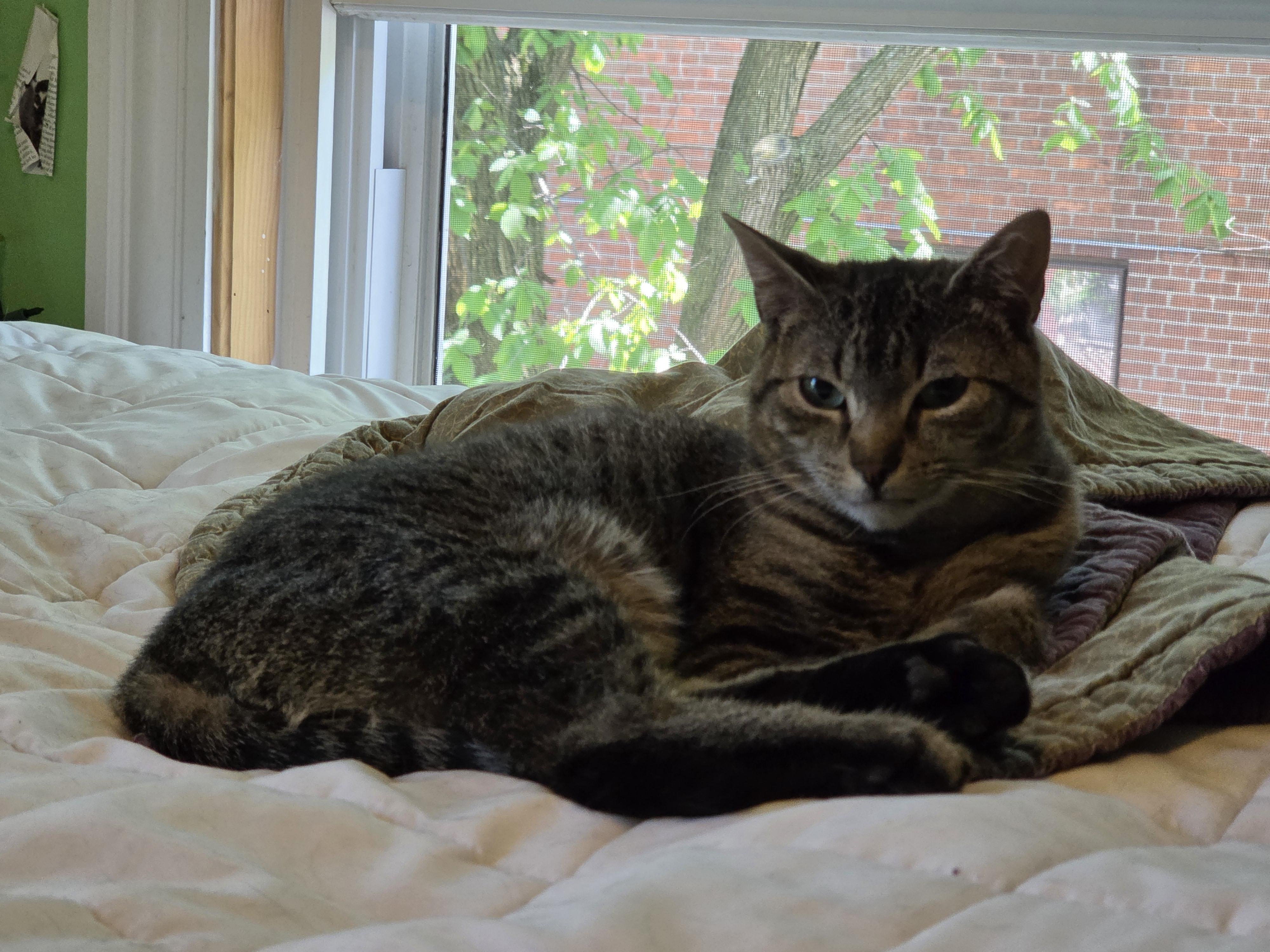 Lucy, a ADOPTABLE Domestic Short Hair in Melrose, MA image 3/3