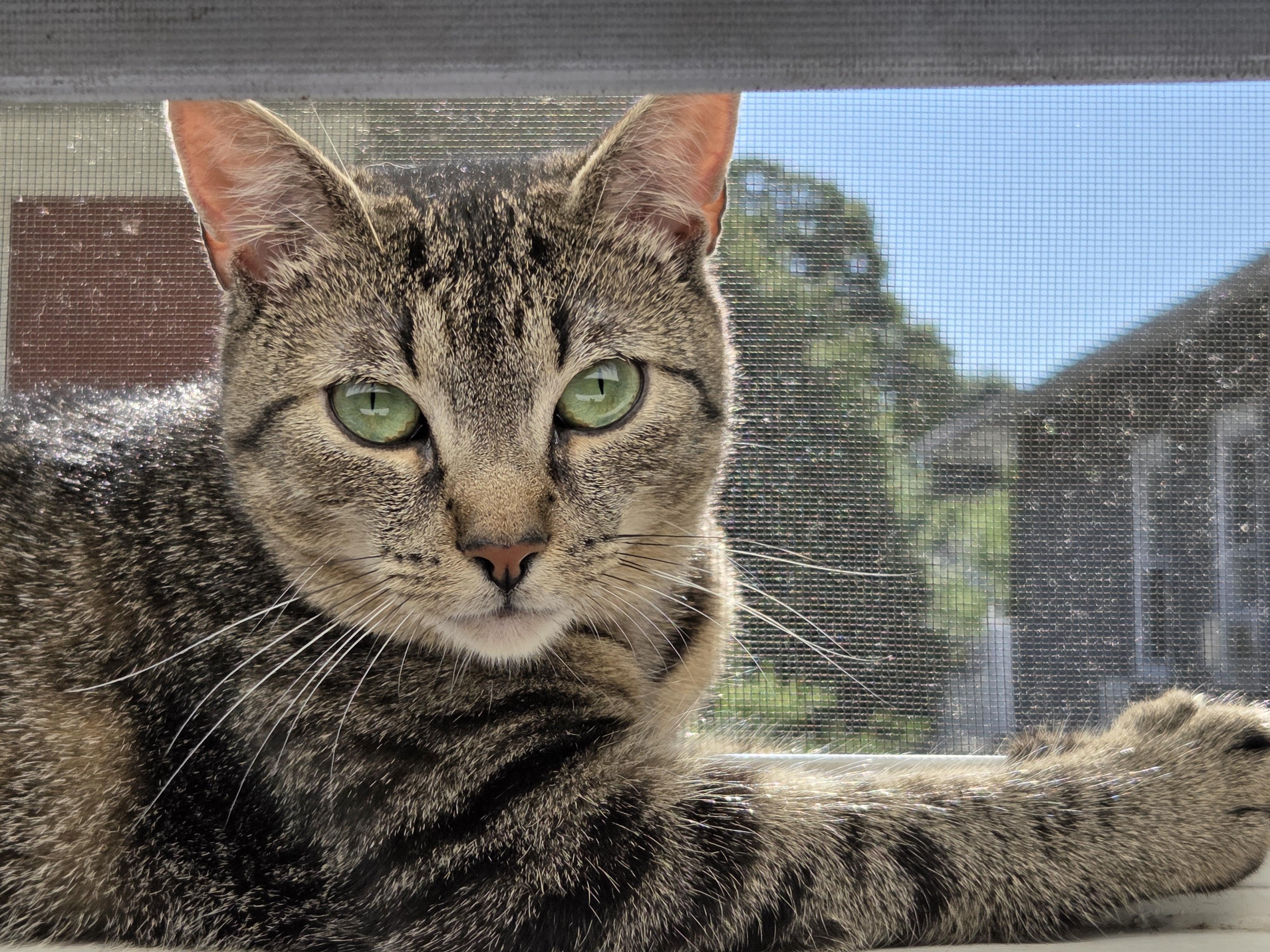 Lucy, a ADOPTABLE Domestic Short Hair in Melrose, MA image 1/3