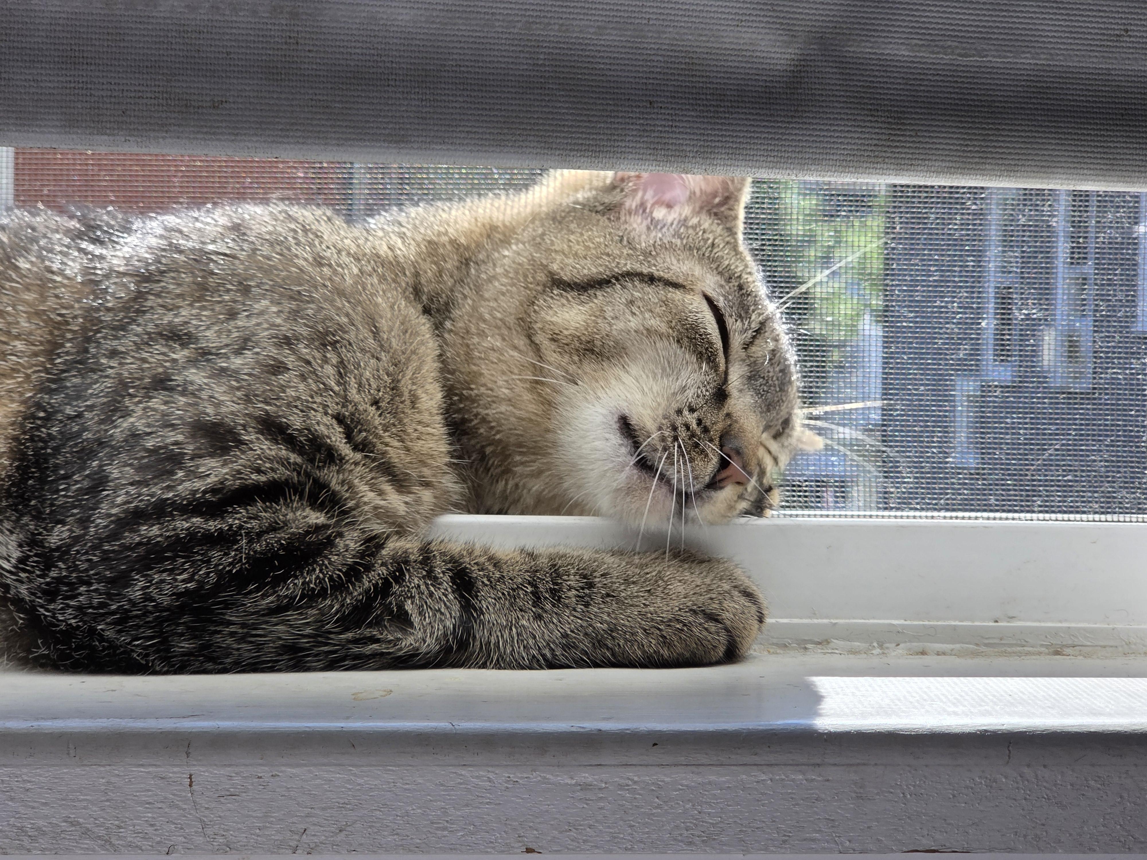 Lucy, a ADOPTABLE Domestic Short Hair in Melrose, MA image 2/3