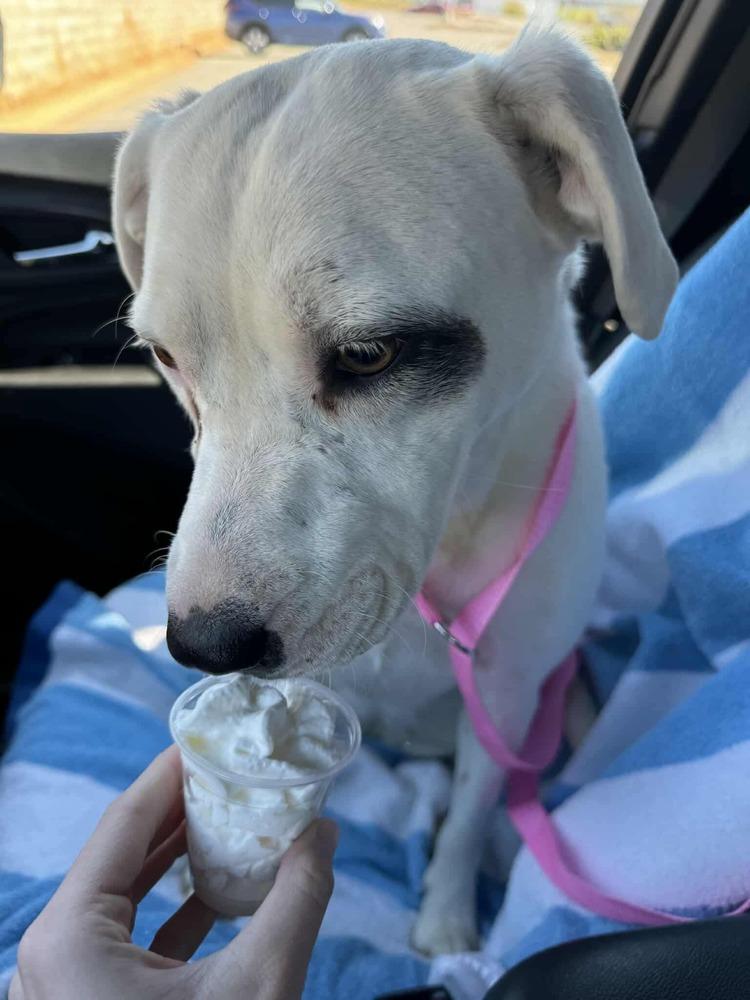 Winona, a Adoptable mixed breed in Troy, AL image 1/5