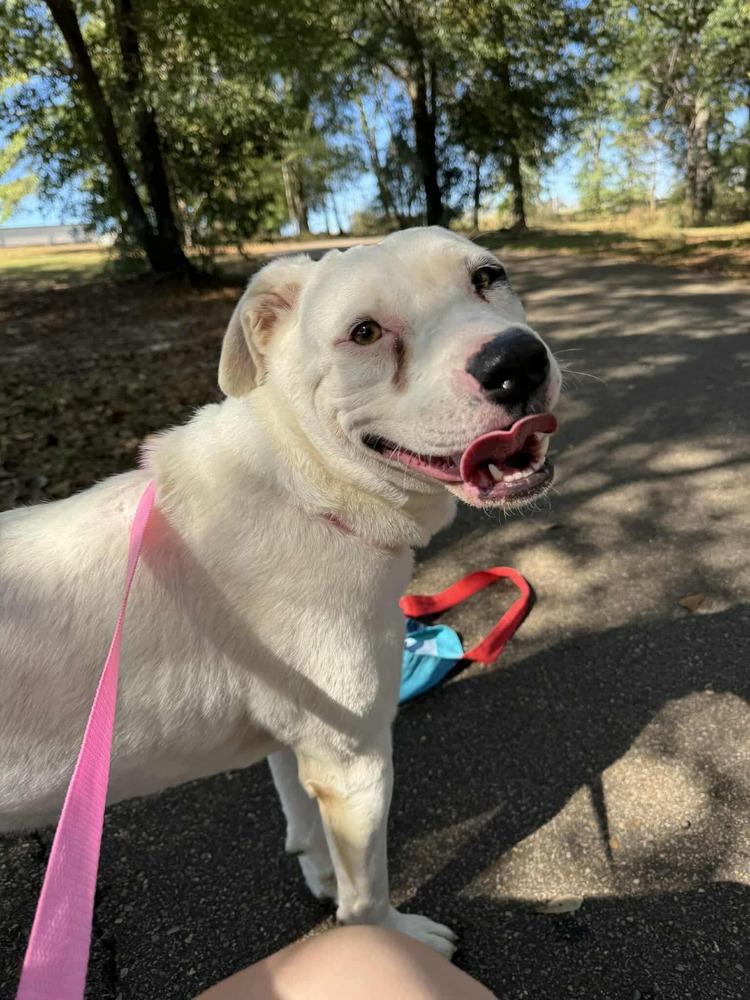 Winona, a Adoptable mixed breed in Troy, AL image 3/5