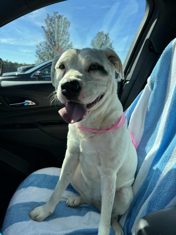 Winona, a Adoptable mixed breed in Troy, AL image 4/5