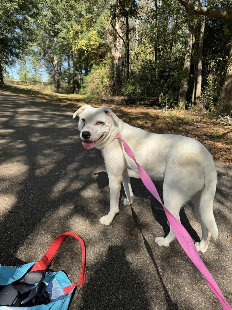 Winona, a Adoptable mixed breed in Troy, AL image 5/5