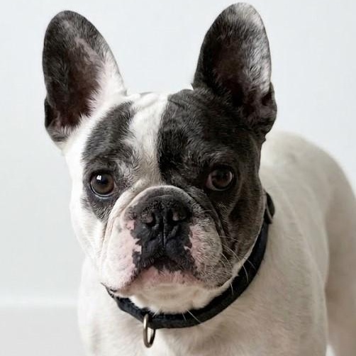 Enlarge Zaya 9025, an adopted French Bulldog in Boca Raton, FL image 1/1