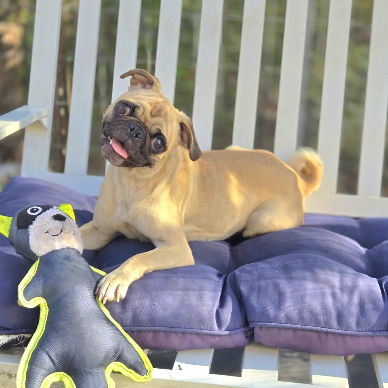 Norah, adopted, Adult Female Pug.