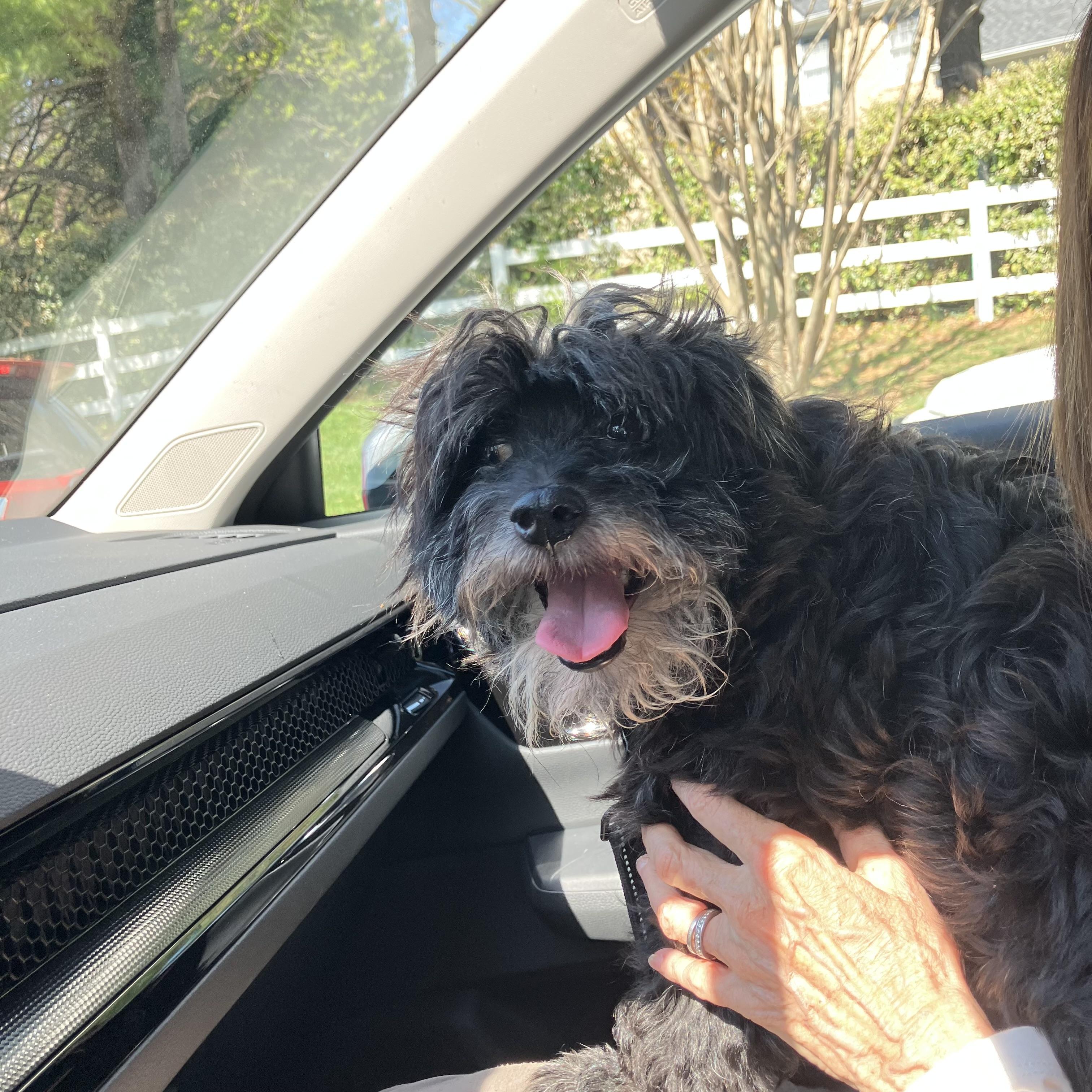 Enlarge Duffy, a ADOPTABLE Havanese in POTOMAC, MD image 5/6