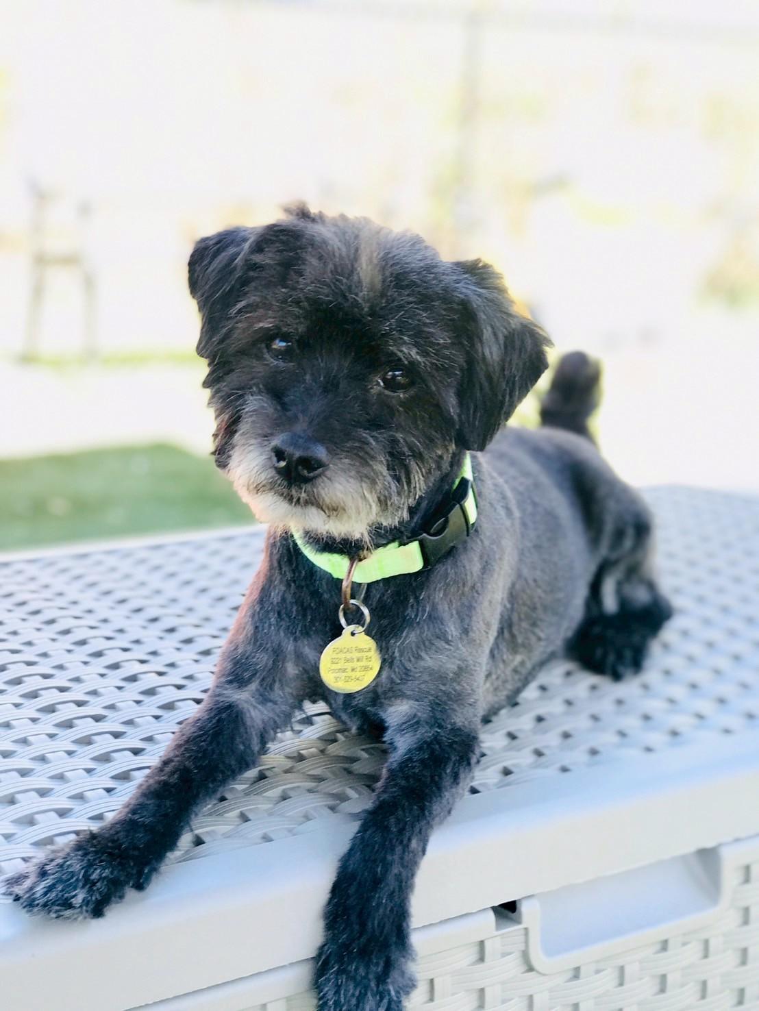 Enlarge Duffy, a ADOPTABLE Havanese in POTOMAC, MD image 3/6