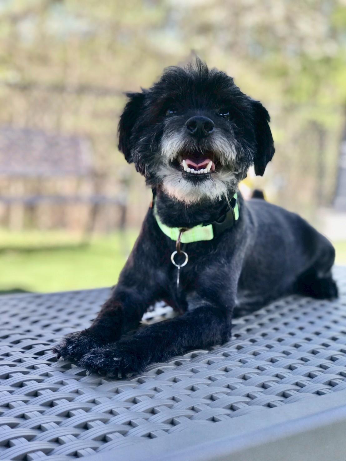 Duffy, ADOPTABLE, Young Male Havanese.