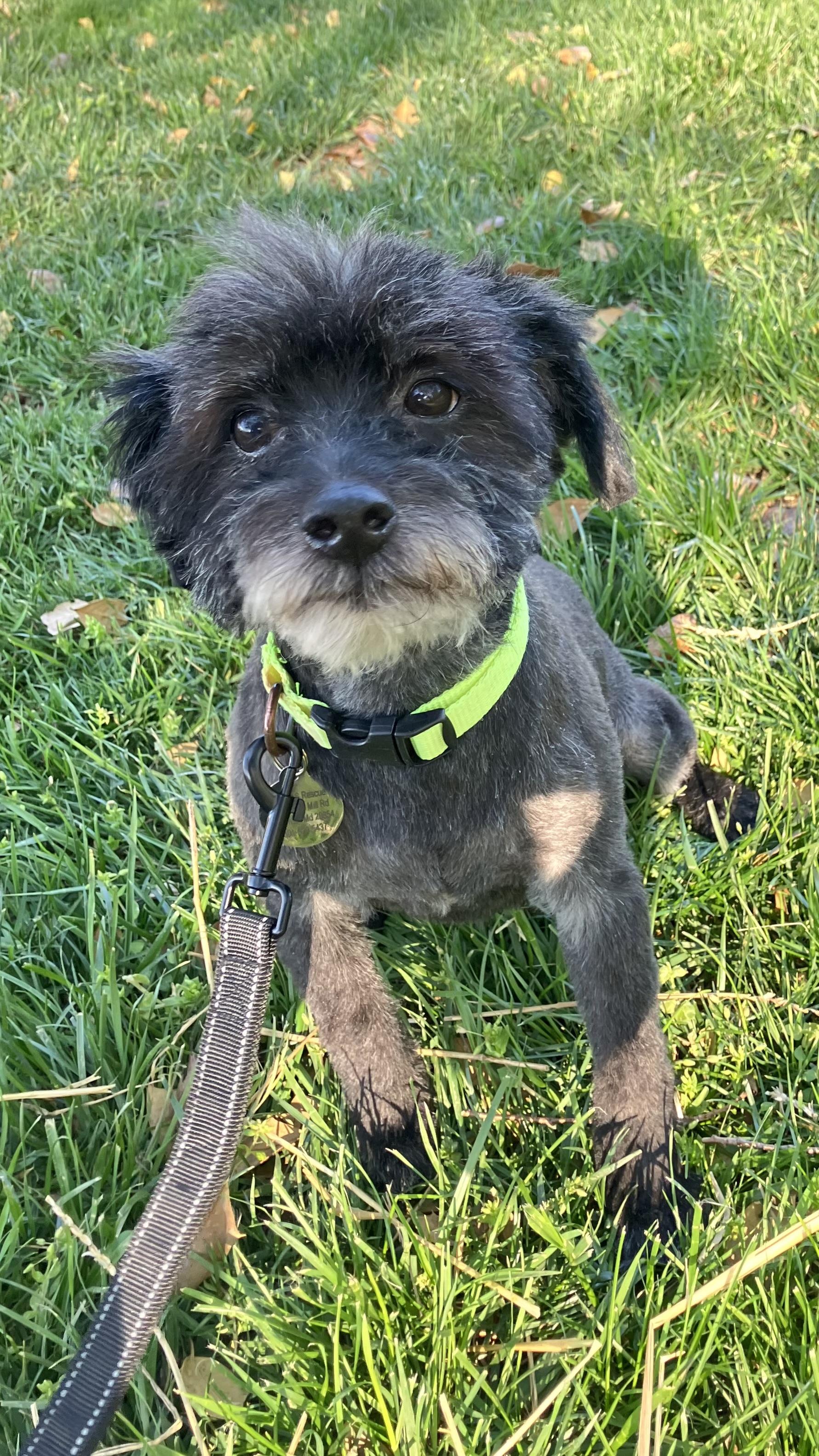 Enlarge Duffy, a ADOPTABLE Havanese in POTOMAC, MD image 4/6
