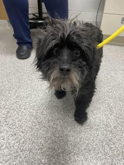 Enlarge Duffy, a ADOPTABLE Havanese in POTOMAC, MD image 6/6