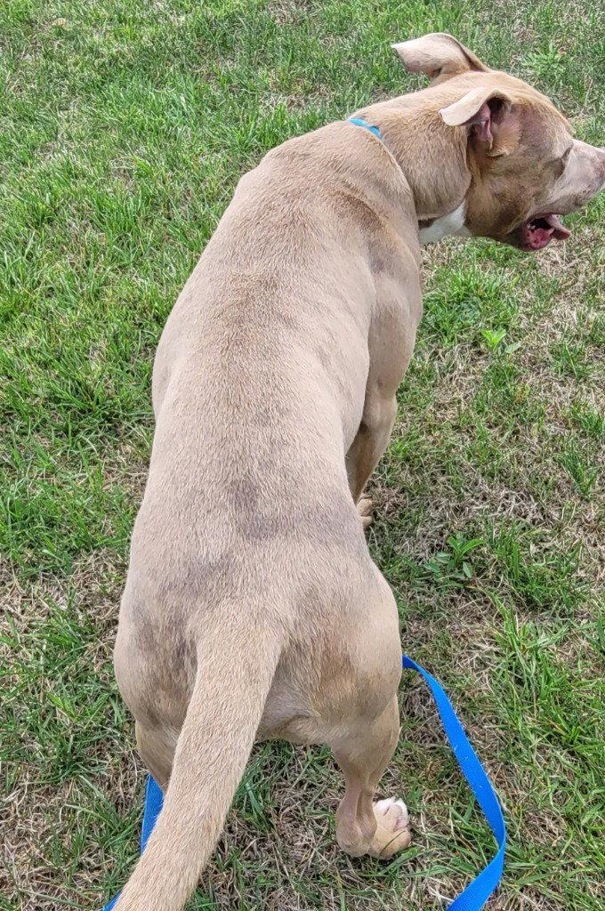 Bo Bo, Adoptable, Young Male Pit Bull Terrier.