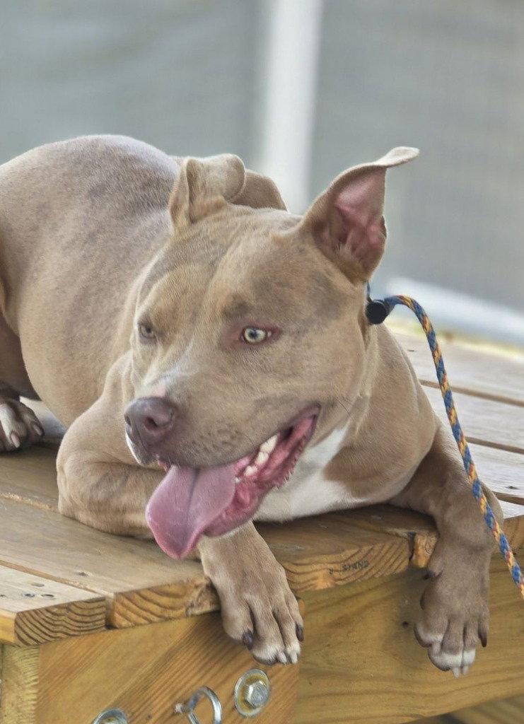 Bo Bo, Adoptable, Young Male Pit Bull Terrier.