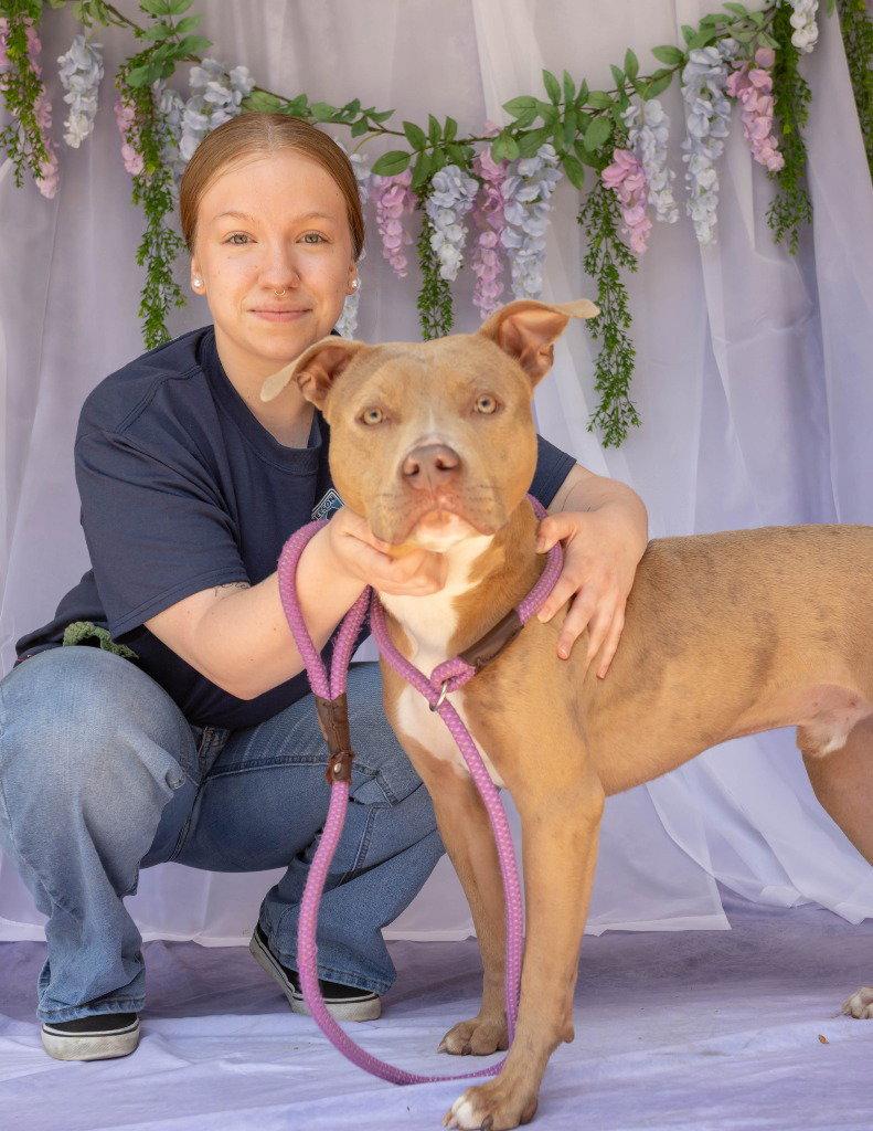 Bo Bo, a Adoptable Pit Bull Terrier in Lovingston, VA image 2/3