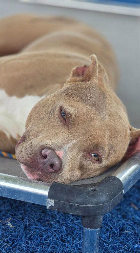 Bo Bo, a Adoptable Pit Bull Terrier in Lovingston, VA image 2/3