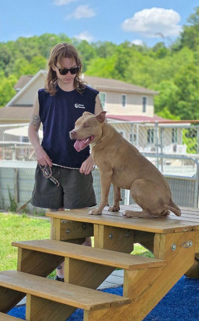 Bo Bo, a Adoptable Pit Bull Terrier in Lovingston, VA image 3/3