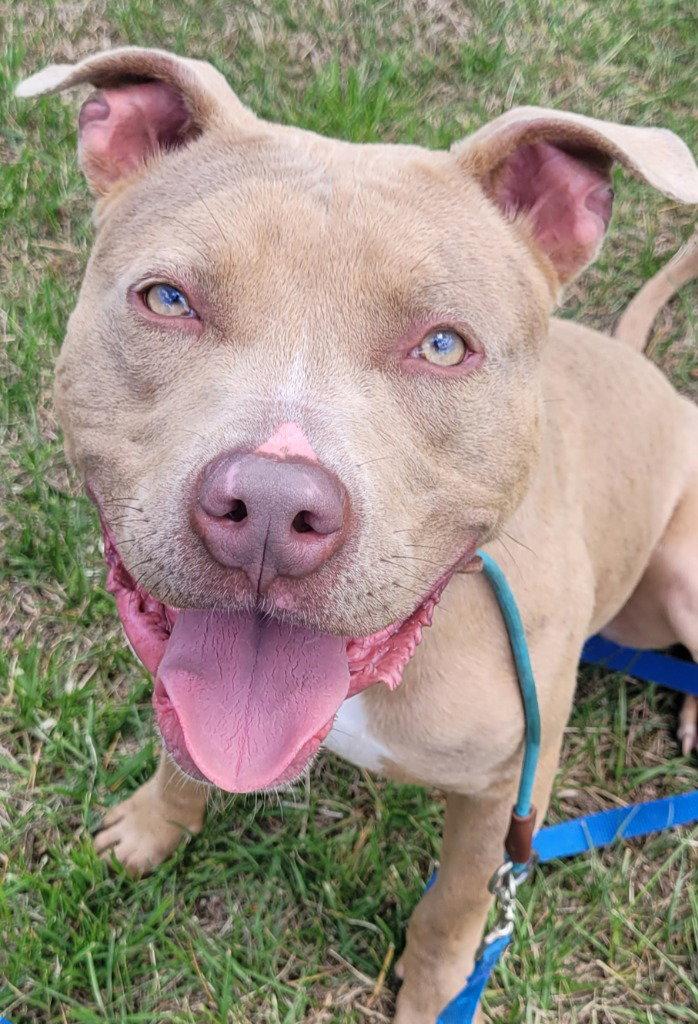 Bo Bo, a Adoptable Pit Bull Terrier in Lovingston, VA image 3/3