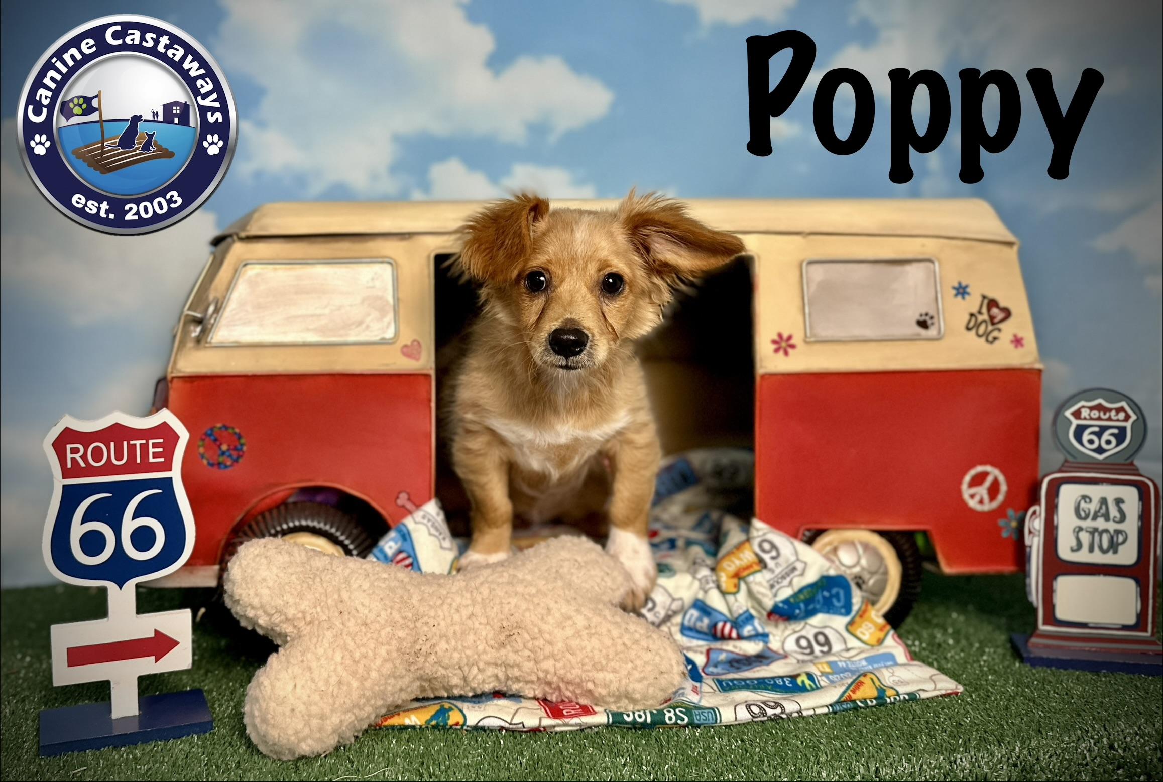 Enlarge Poppy, a ADOPTABLE Tibetan Spaniel in Arcadia, FL image 3/6