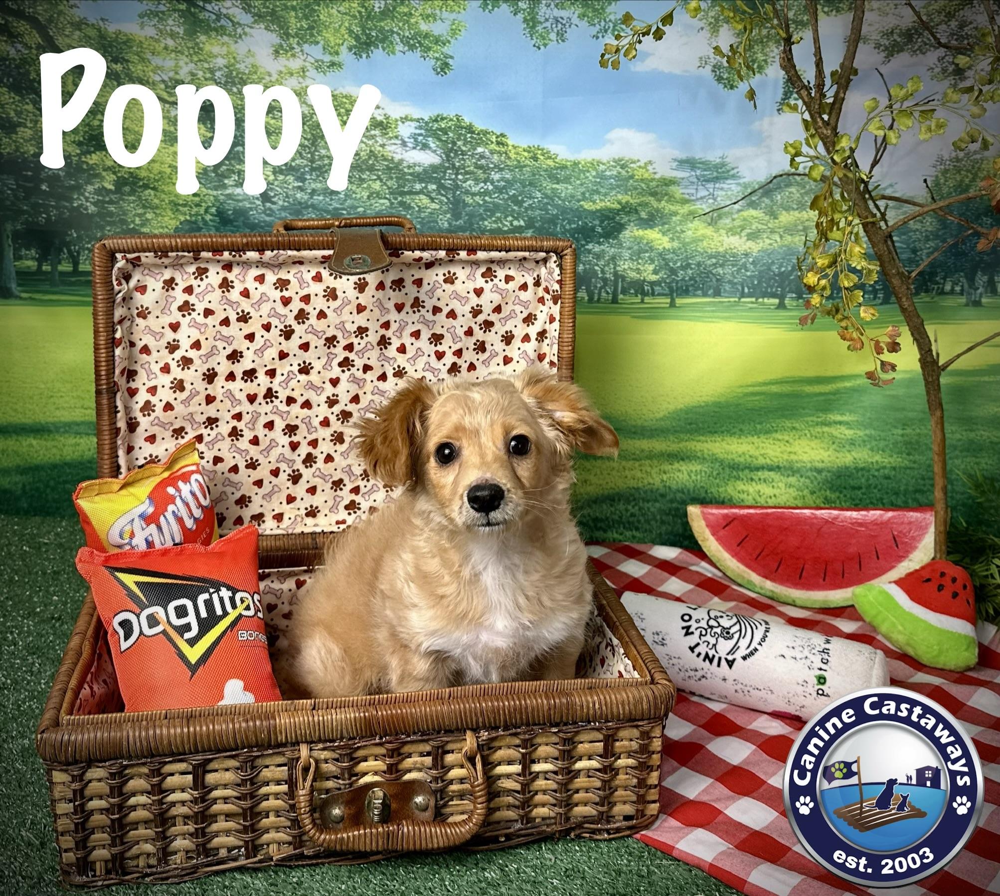 Enlarge Poppy, a ADOPTABLE Tibetan Spaniel in Arcadia, FL image 3/4