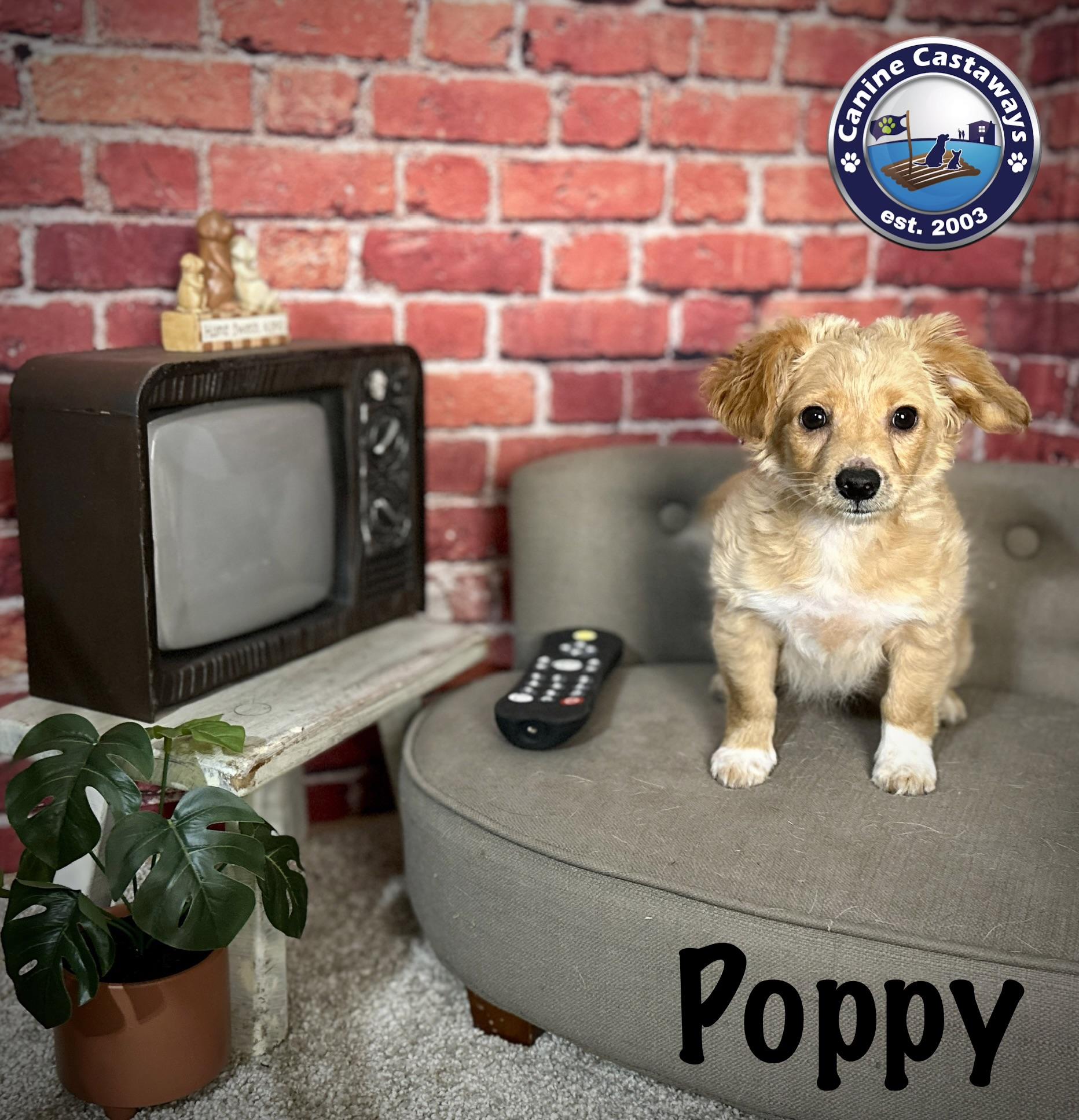 Enlarge Poppy, a ADOPTABLE Tibetan Spaniel in Arcadia, FL image 2/4