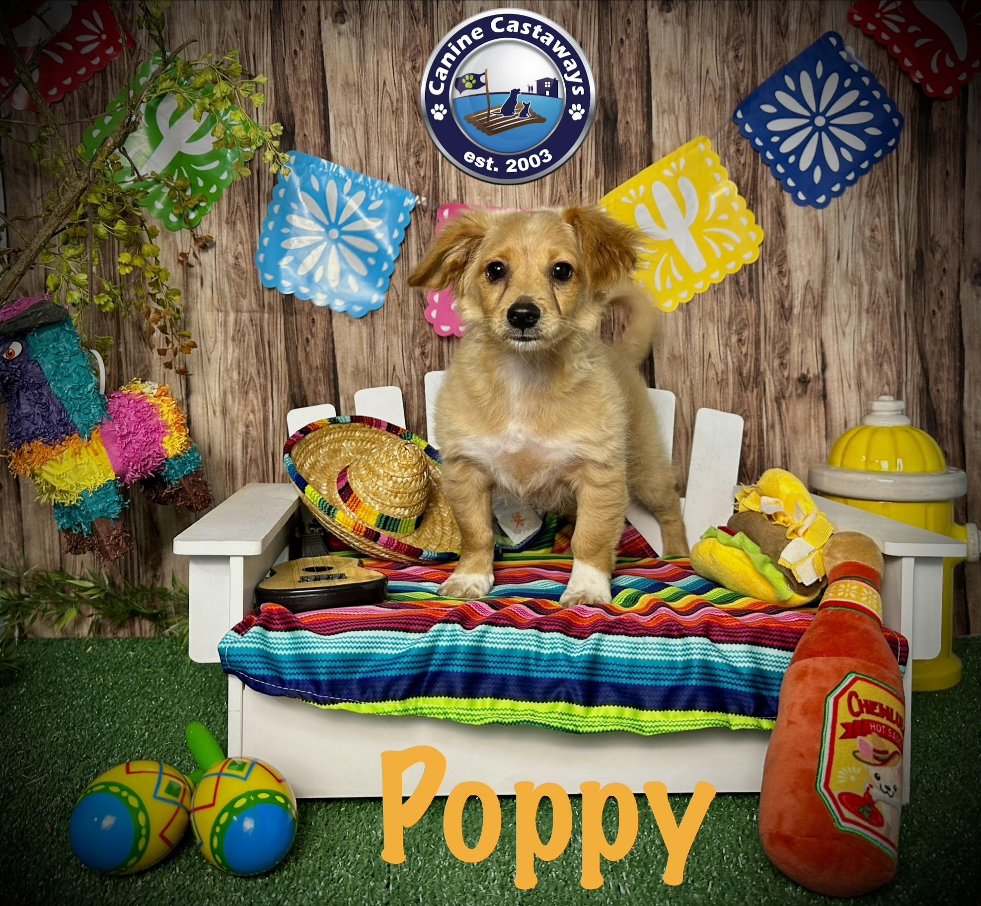 Poppy, ADOPTABLE, Puppy Female Tibetan Spaniel.