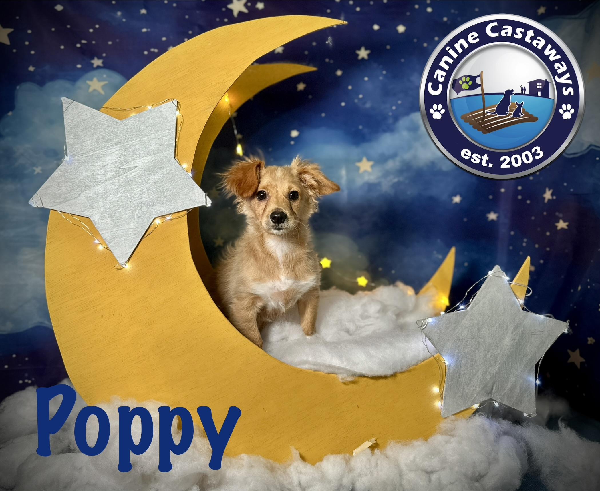 Poppy, ADOPTABLE, Puppy Female Tibetan Spaniel.