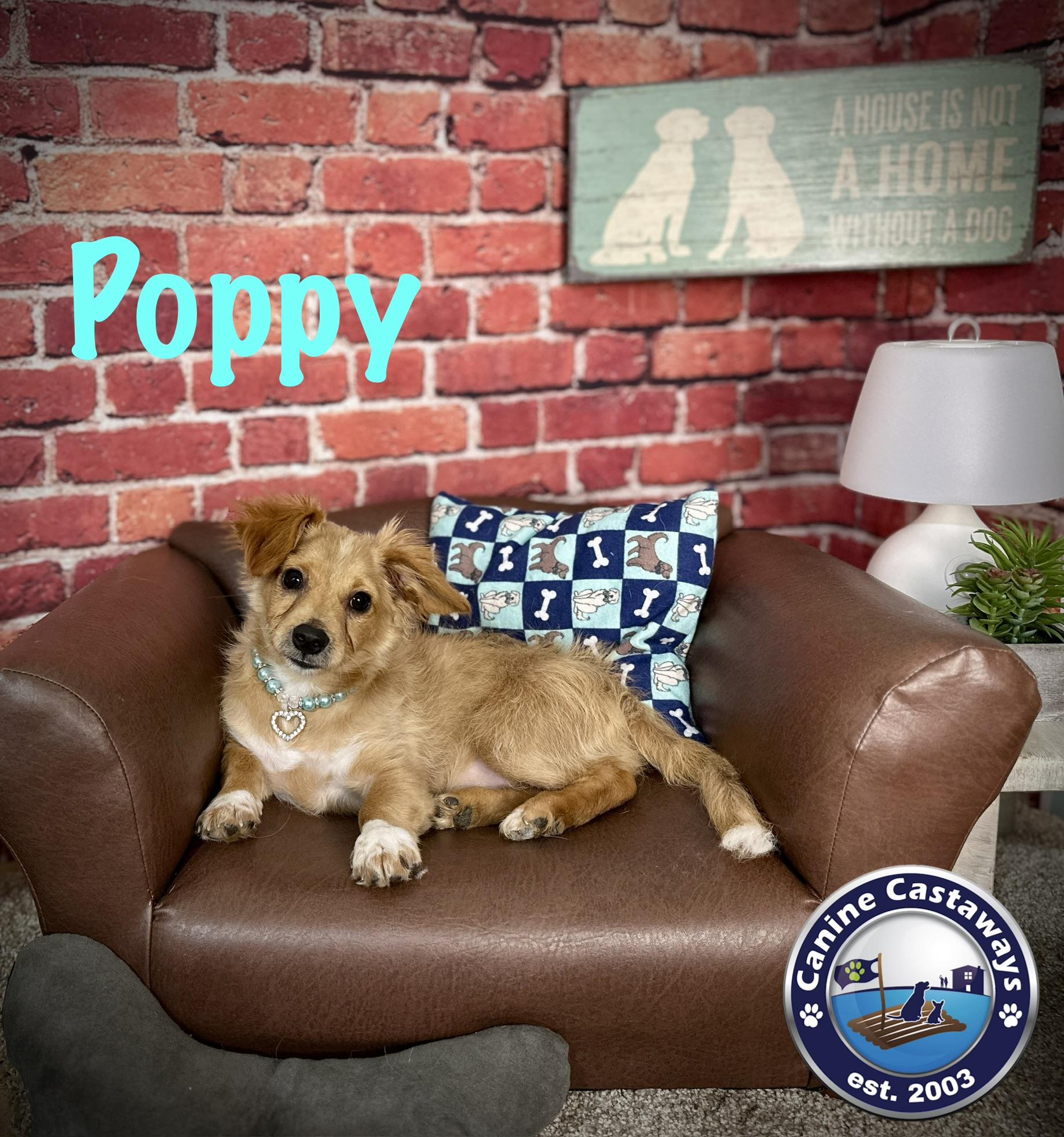 Enlarge Poppy, a ADOPTABLE Tibetan Spaniel in Arcadia, FL image 2/6