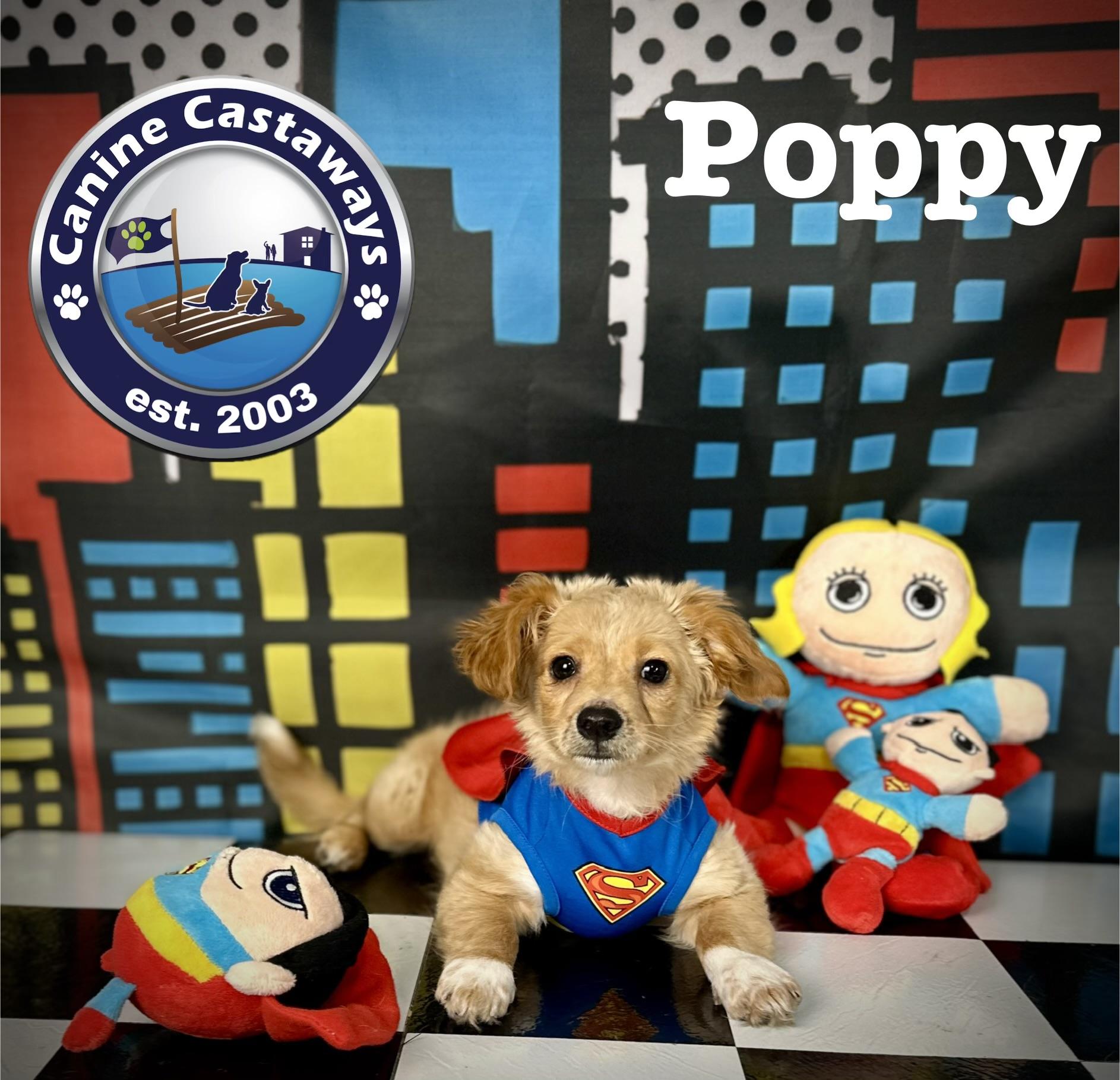 Enlarge Poppy, a ADOPTABLE Tibetan Spaniel in Arcadia, FL image 4/4