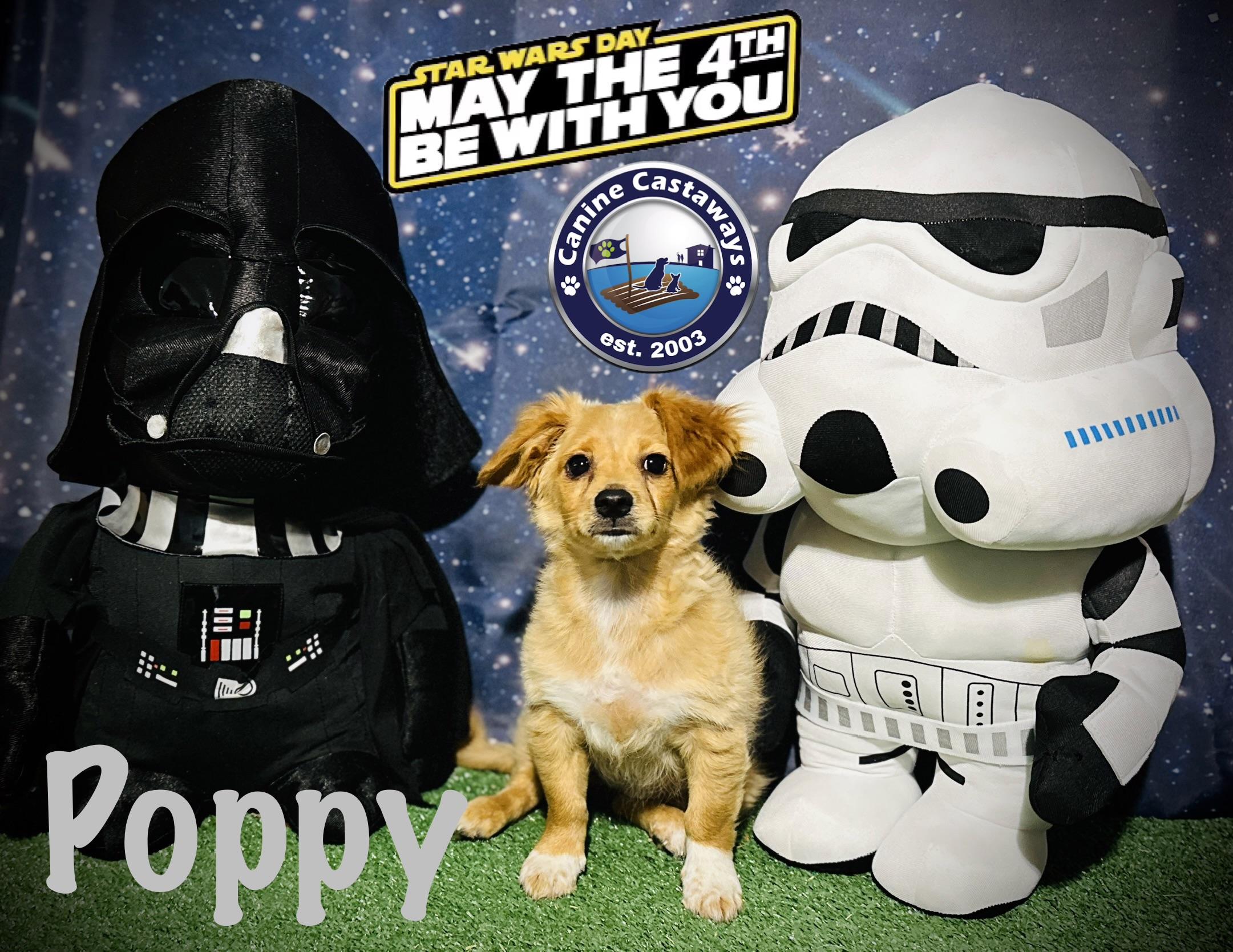 Poppy, a ADOPTABLE Tibetan Spaniel in Arcadia, FL image 2/6