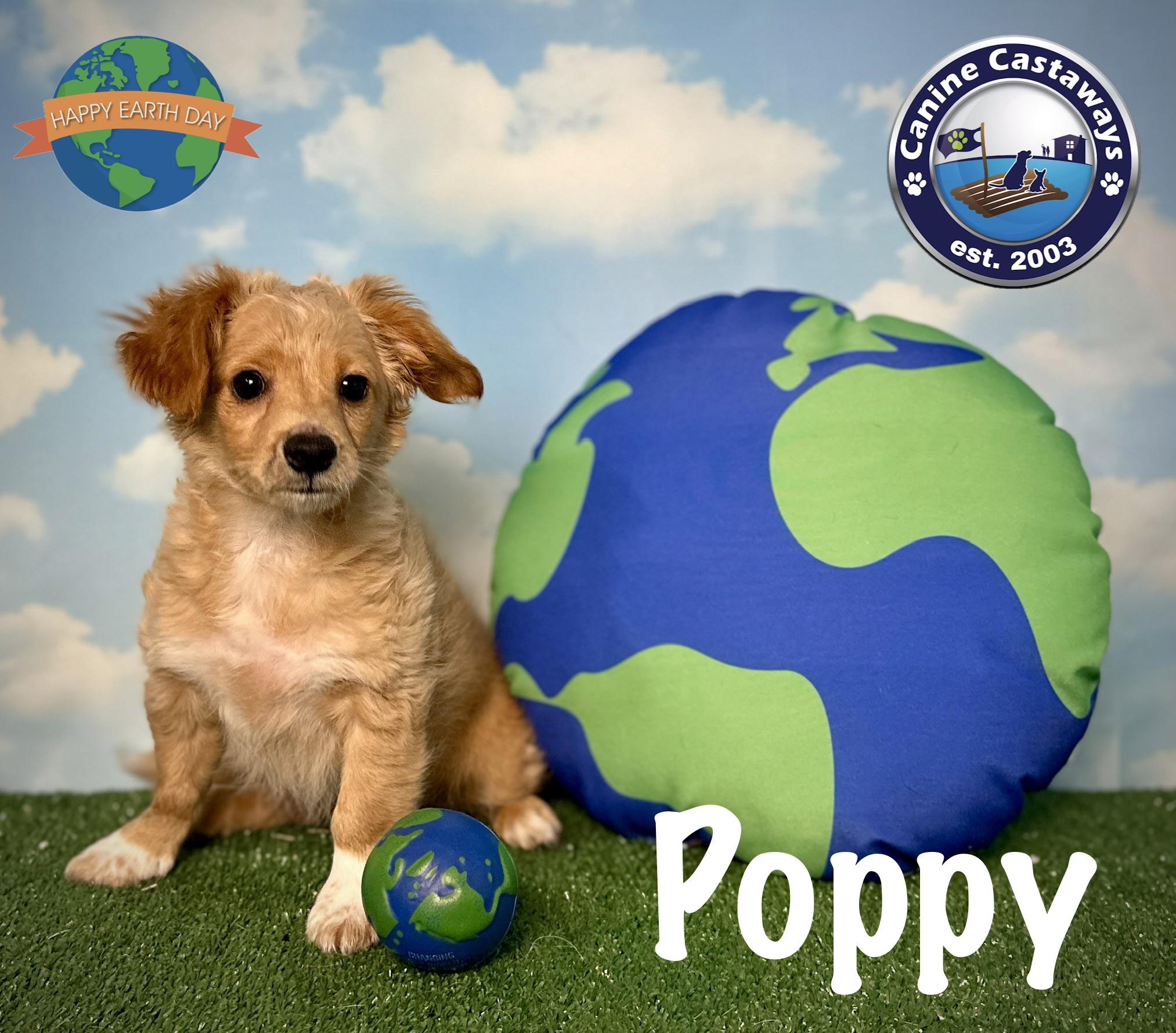 Poppy, ADOPTABLE, Puppy Female Tibetan Spaniel.