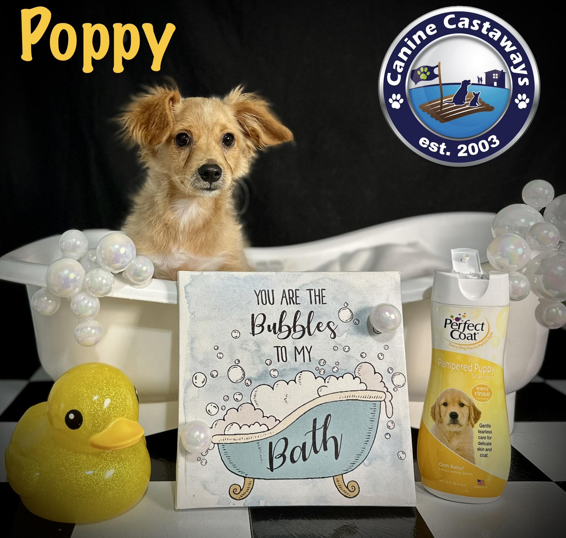 Enlarge Poppy, a ADOPTABLE Tibetan Spaniel in Arcadia, FL image 4/6