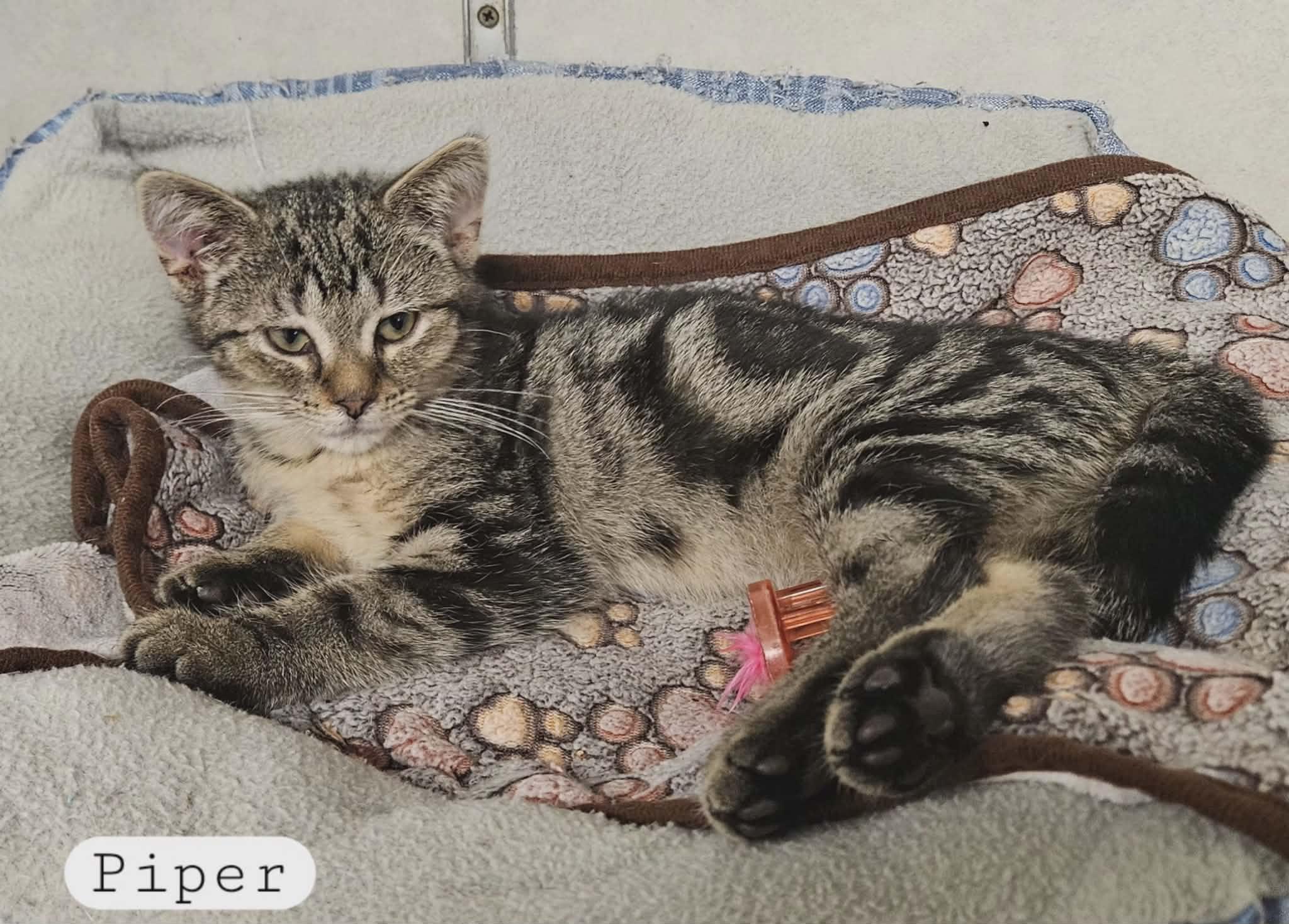 Enlarge Piper, a ADOPTABLE Domestic Short Hair in Wapakoneta, OH image 5/6