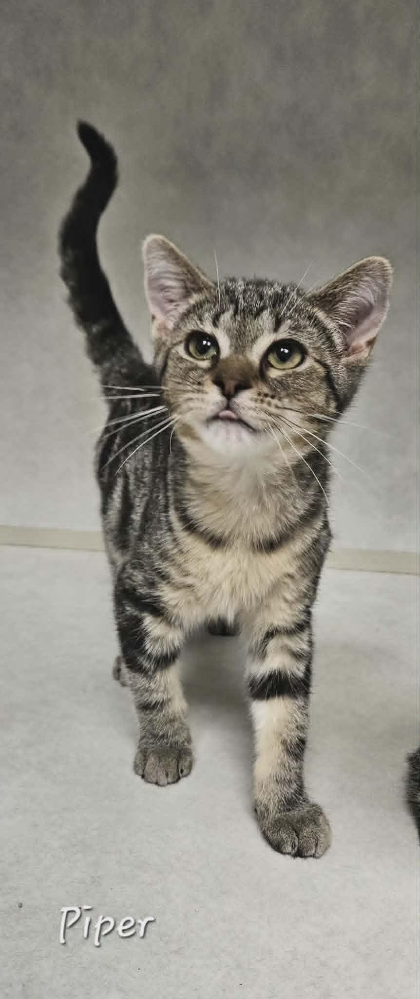 Enlarge Piper, a ADOPTABLE Domestic Short Hair in Wapakoneta, OH image 3/6