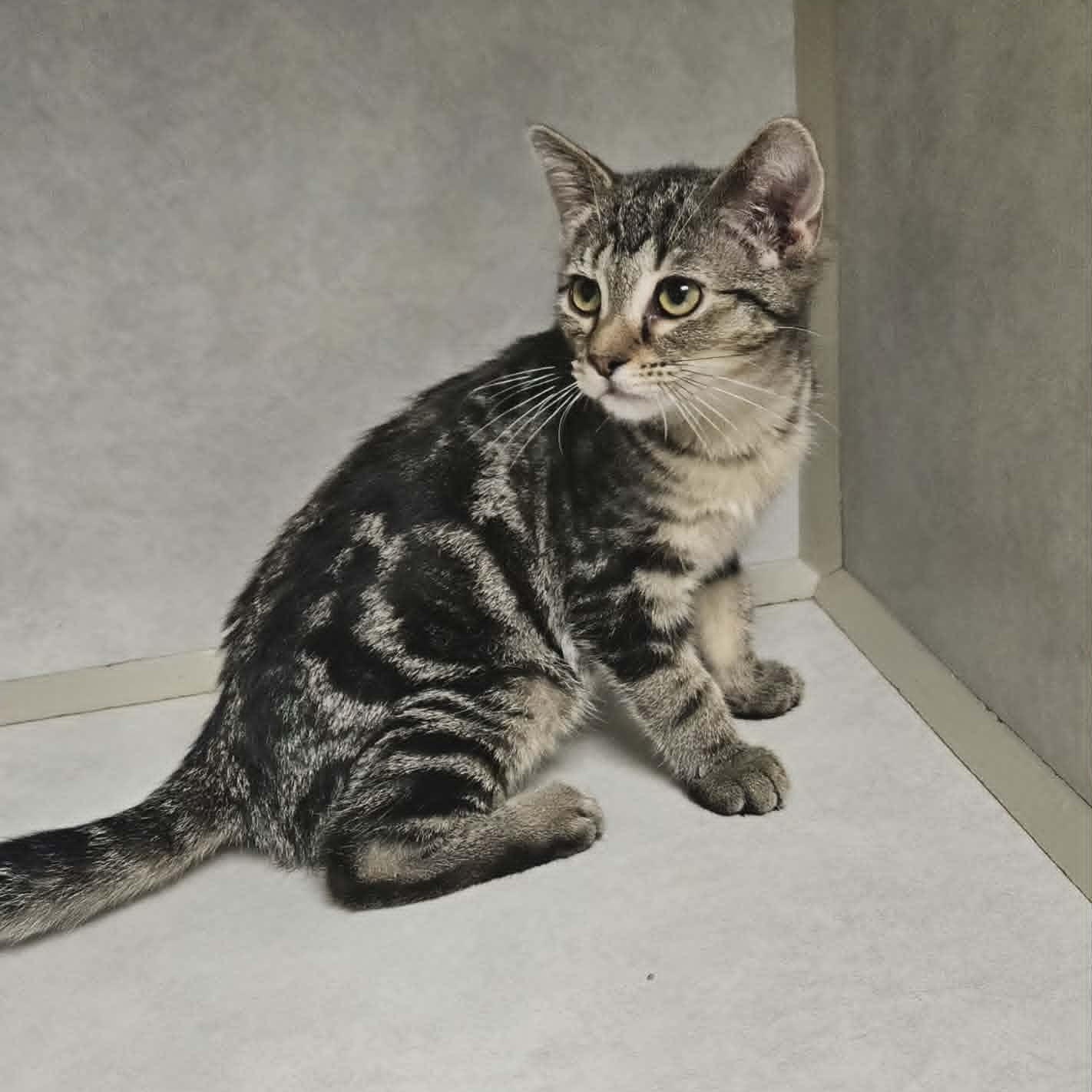 Piper, ADOPTABLE, Kitten Female Domestic Short Hair.