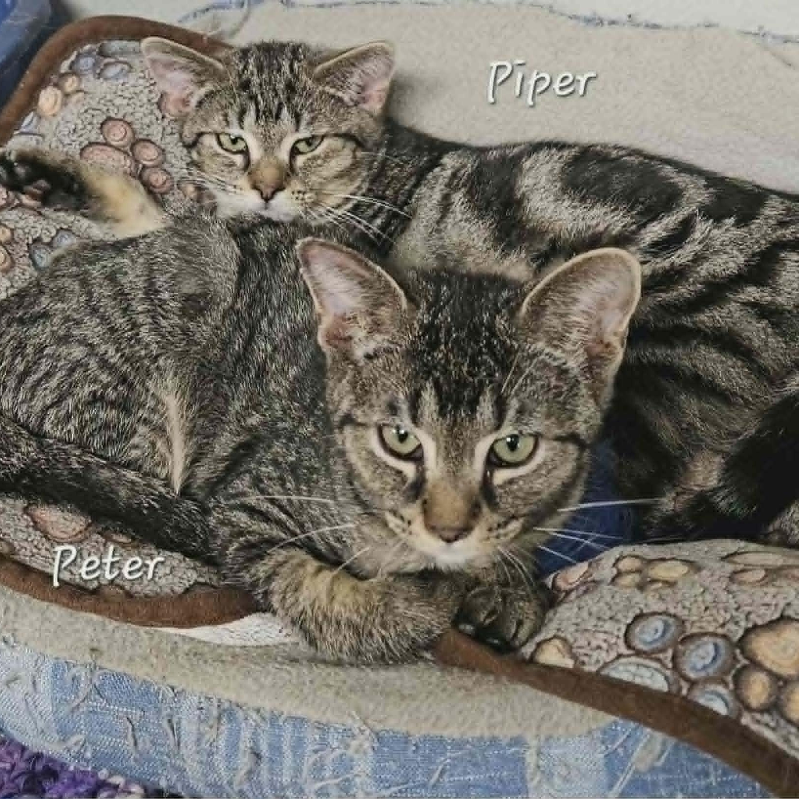 Enlarge Piper, a ADOPTABLE Domestic Short Hair in Wapakoneta, OH image 6/6