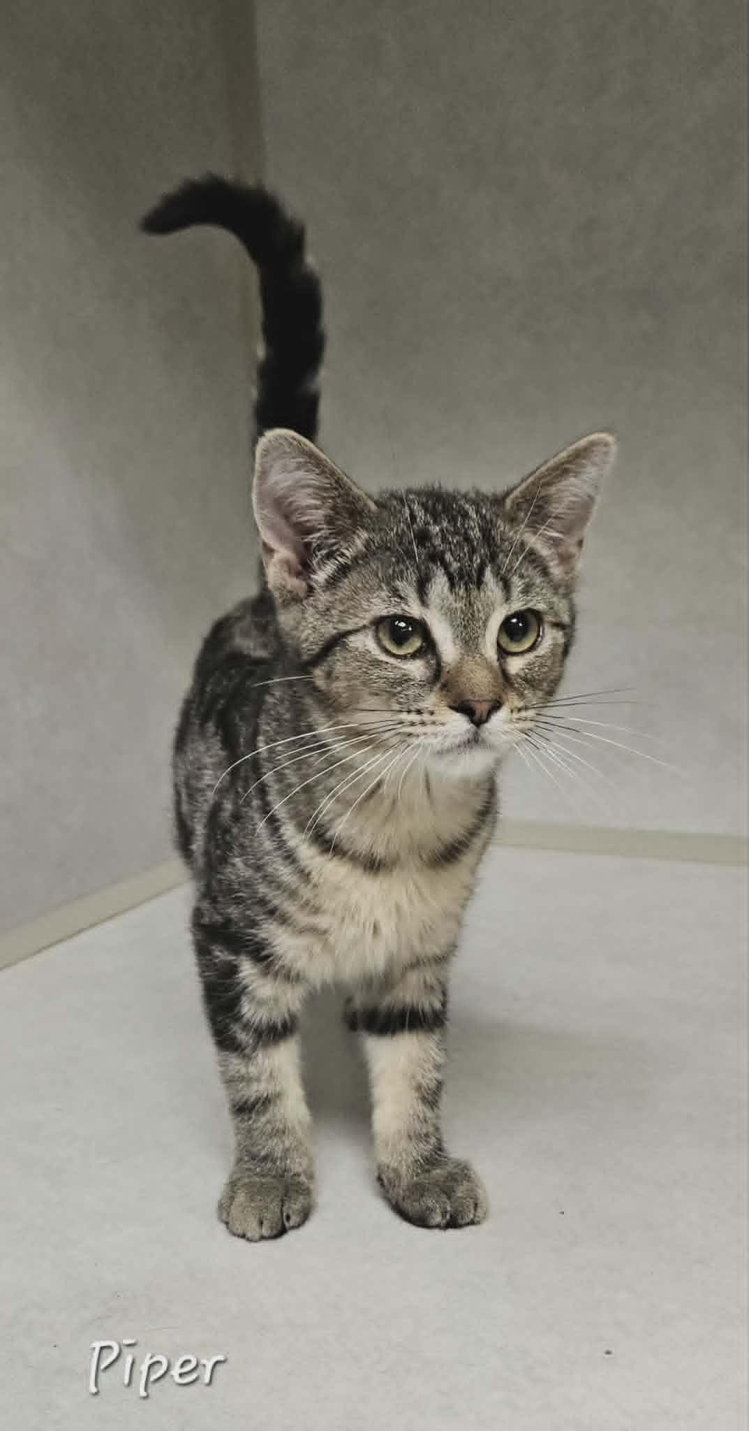 Enlarge Piper, a ADOPTABLE Domestic Short Hair in Wapakoneta, OH image 2/6