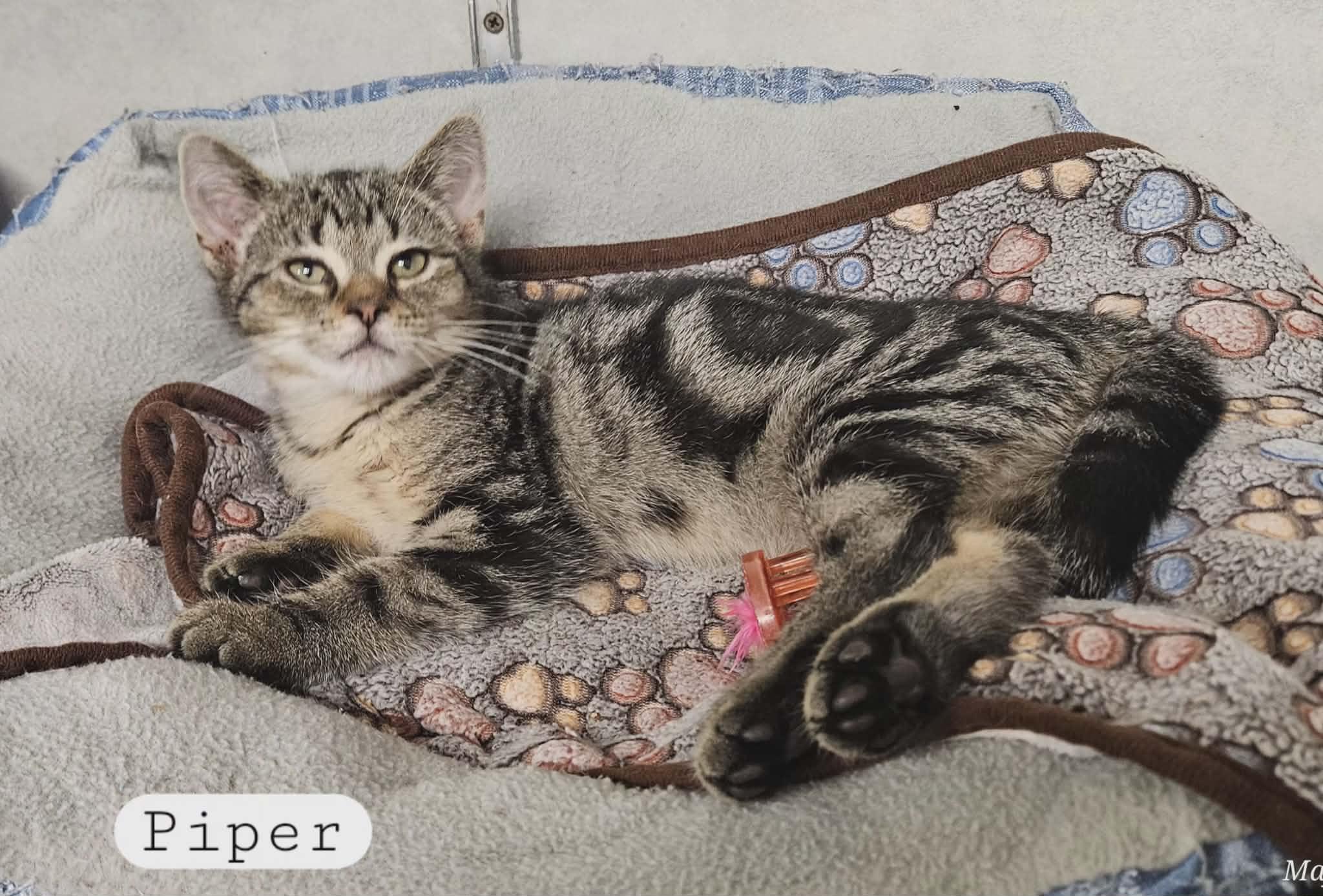 Enlarge Piper, a ADOPTABLE Domestic Short Hair in Wapakoneta, OH image 4/6