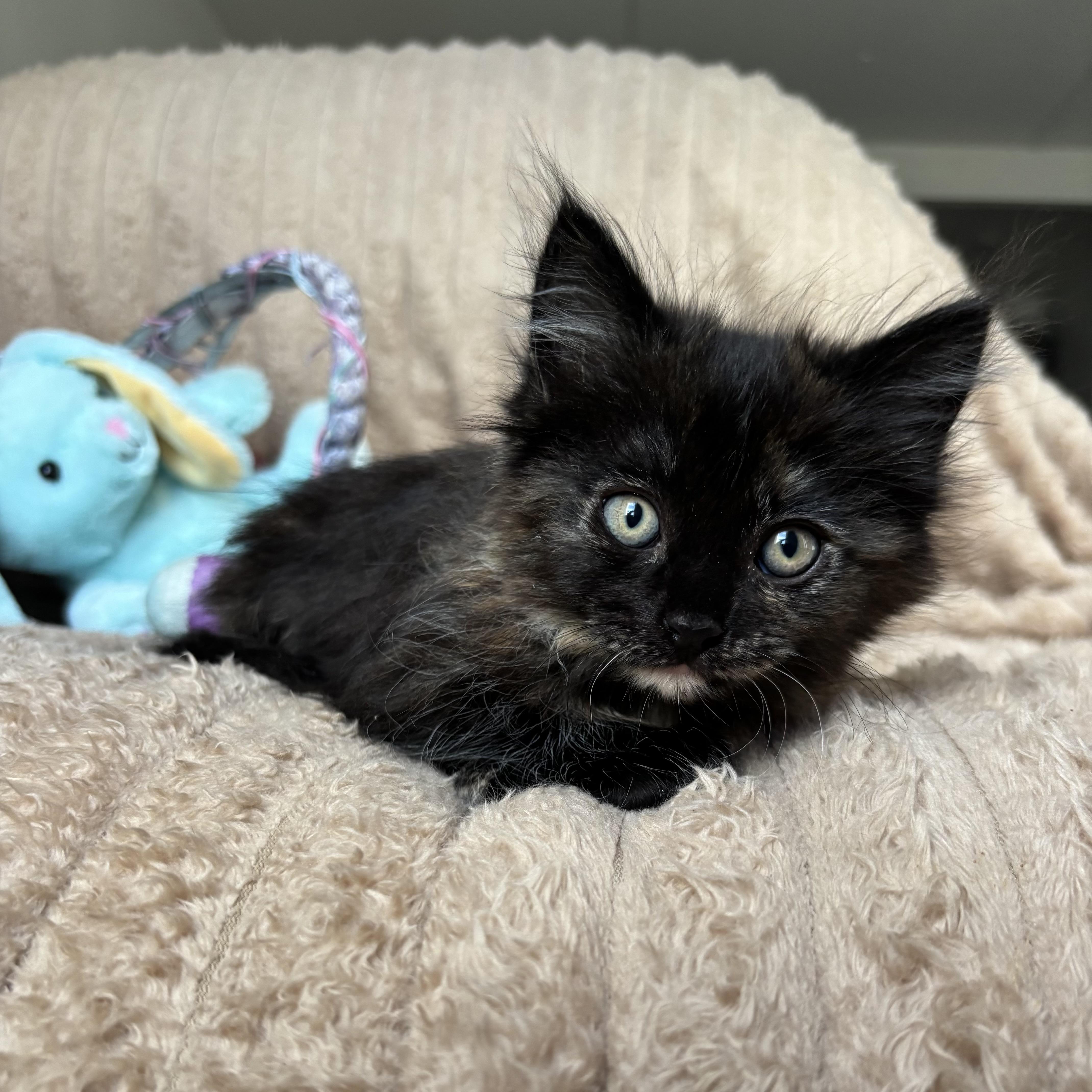 Enlarge Pepper, an adopted Tortoiseshell in Monroe, WA image 4/6