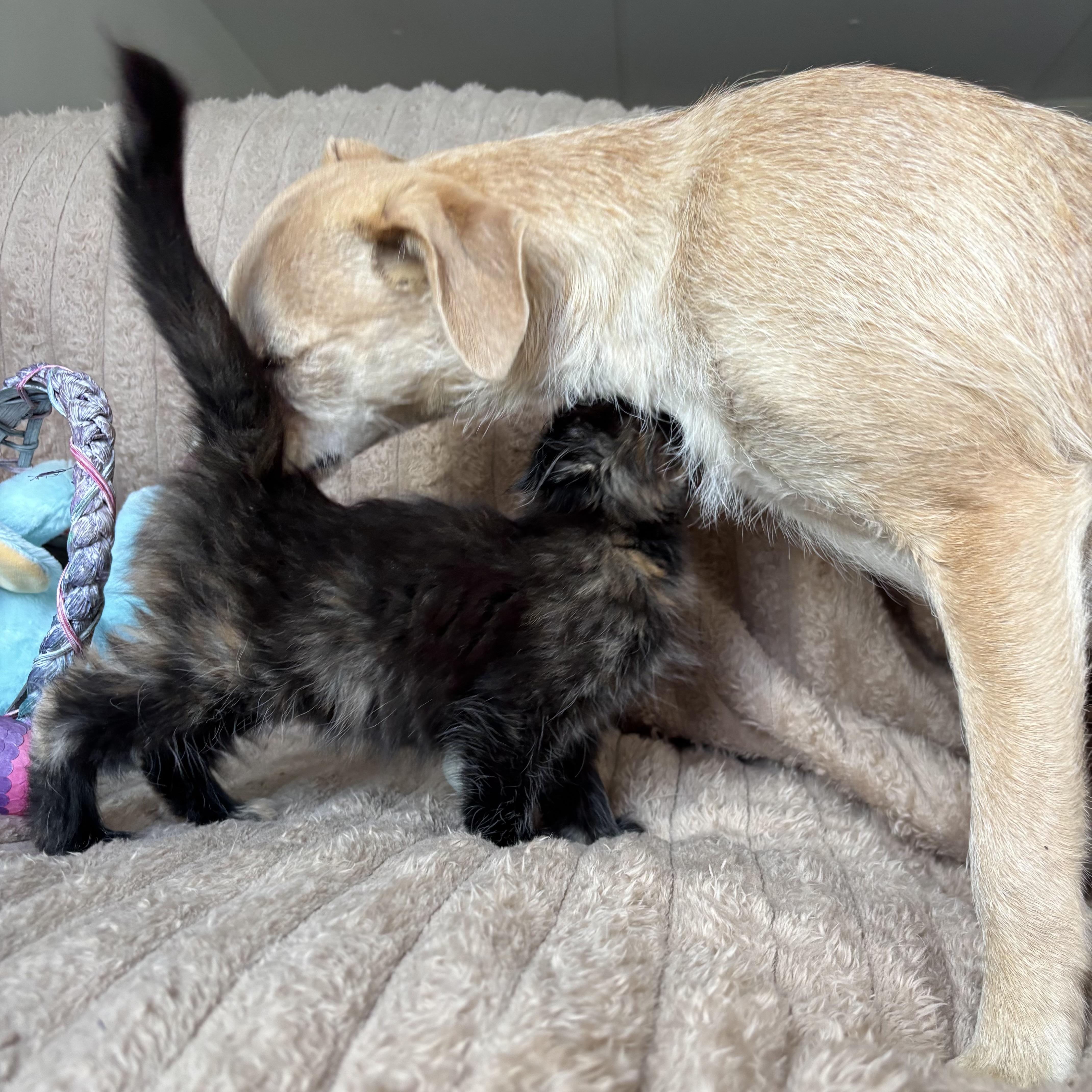 Enlarge Pepper, an adopted Tortoiseshell in Monroe, WA image 6/6
