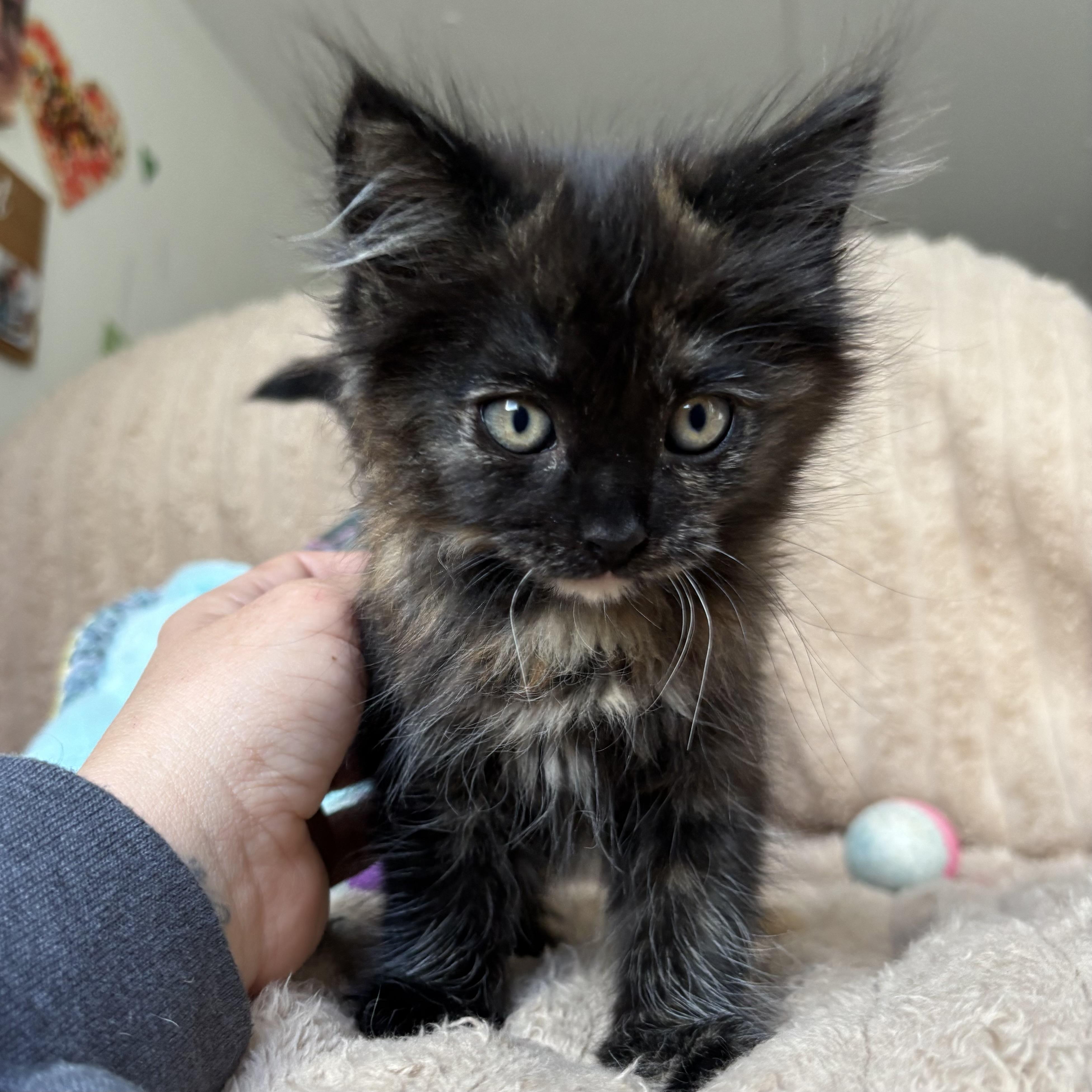 Enlarge Pepper, an adopted Tortoiseshell in Monroe, WA image 1/6