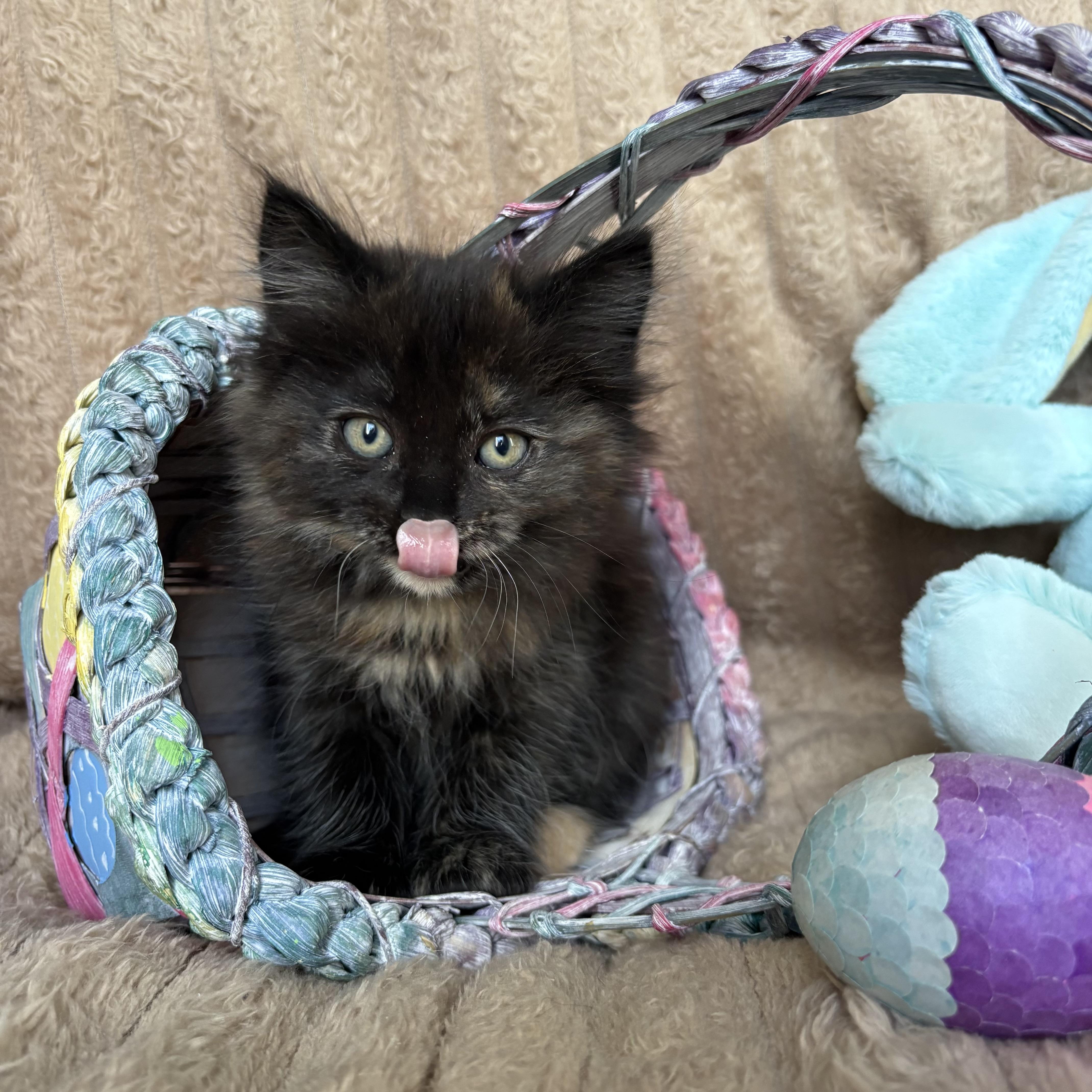 Enlarge Pepper, an adopted Tortoiseshell in Monroe, WA image 5/6