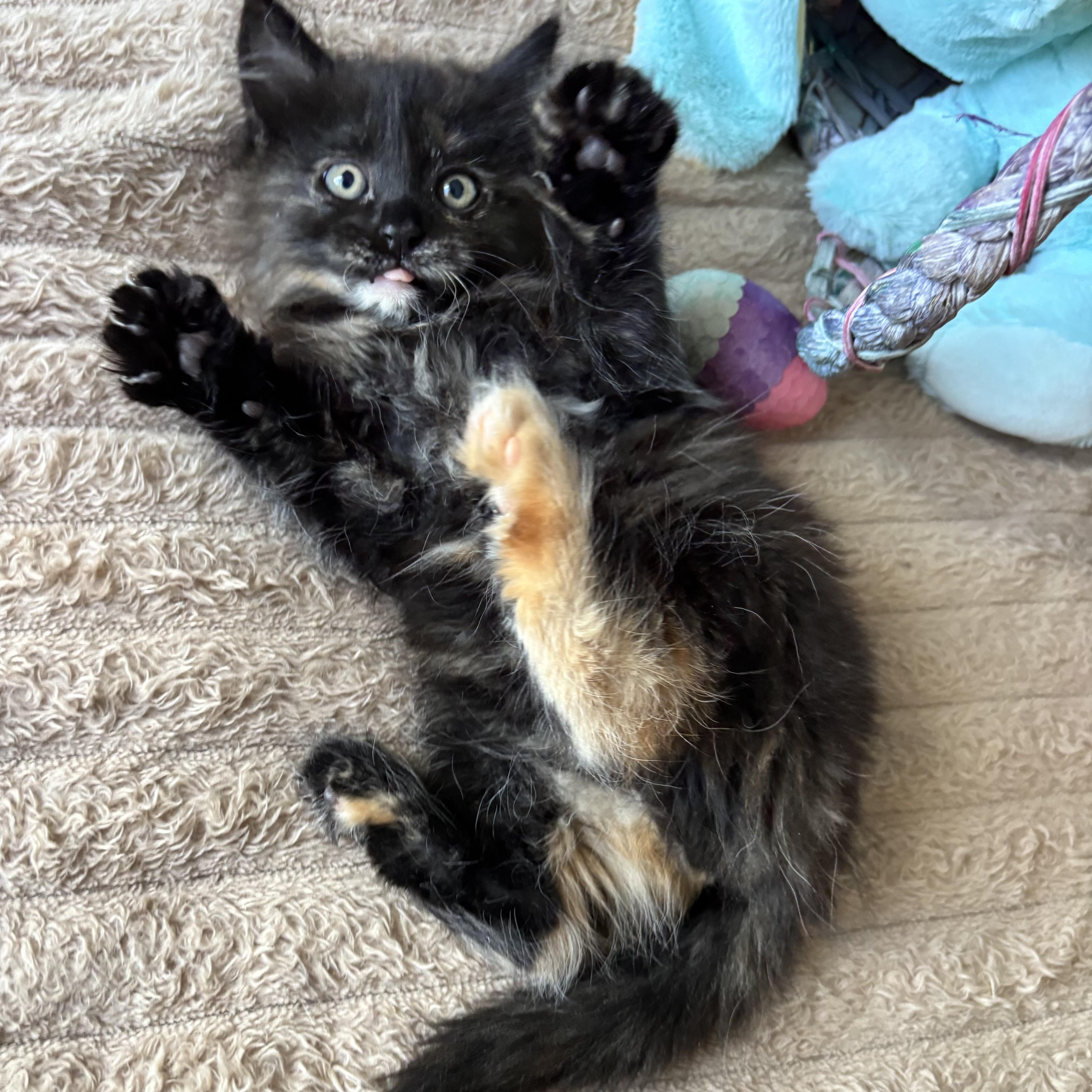 Enlarge Pepper, an adopted Tortoiseshell in Monroe, WA image 2/6