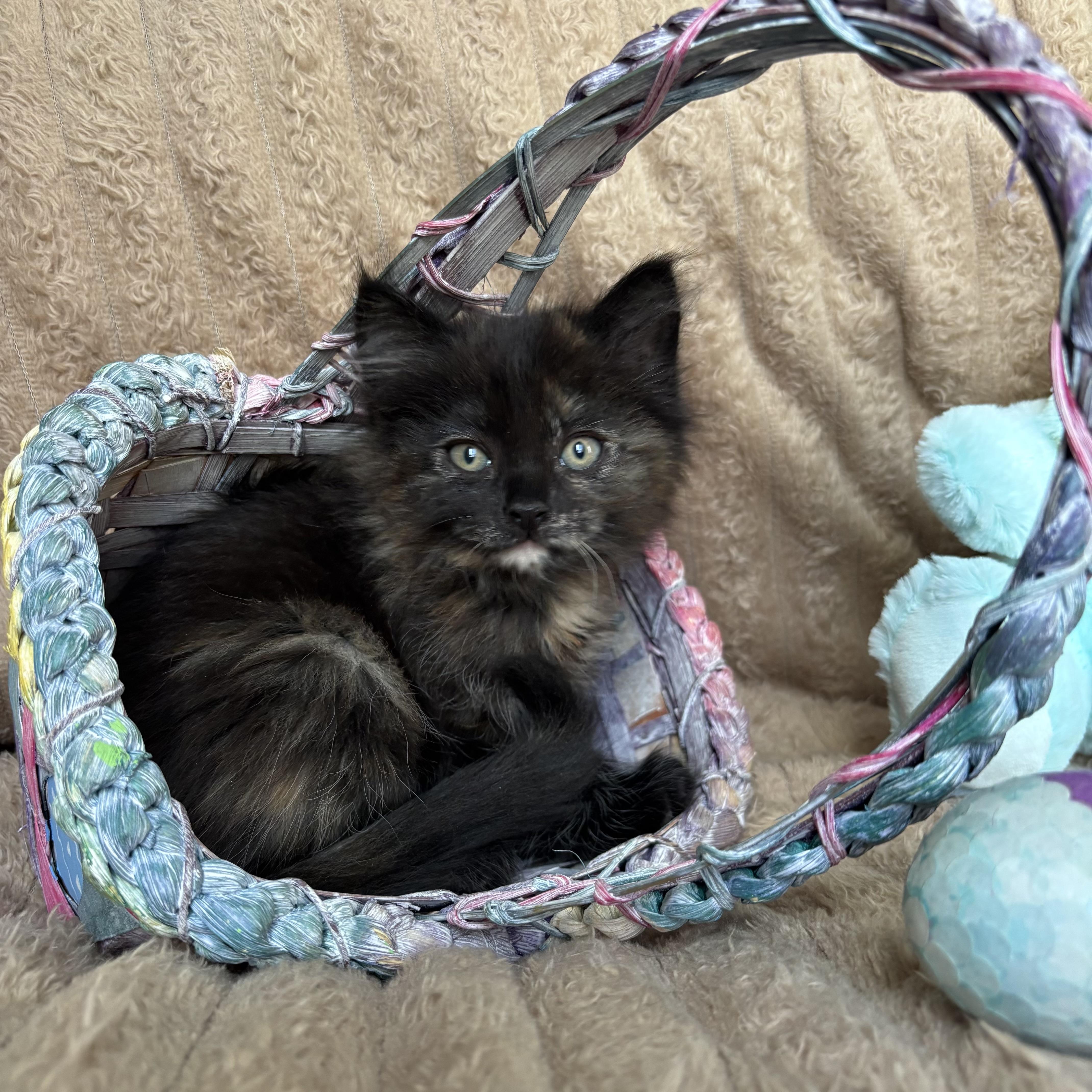 Enlarge Pepper, an adopted Tortoiseshell in Monroe, WA image 3/6