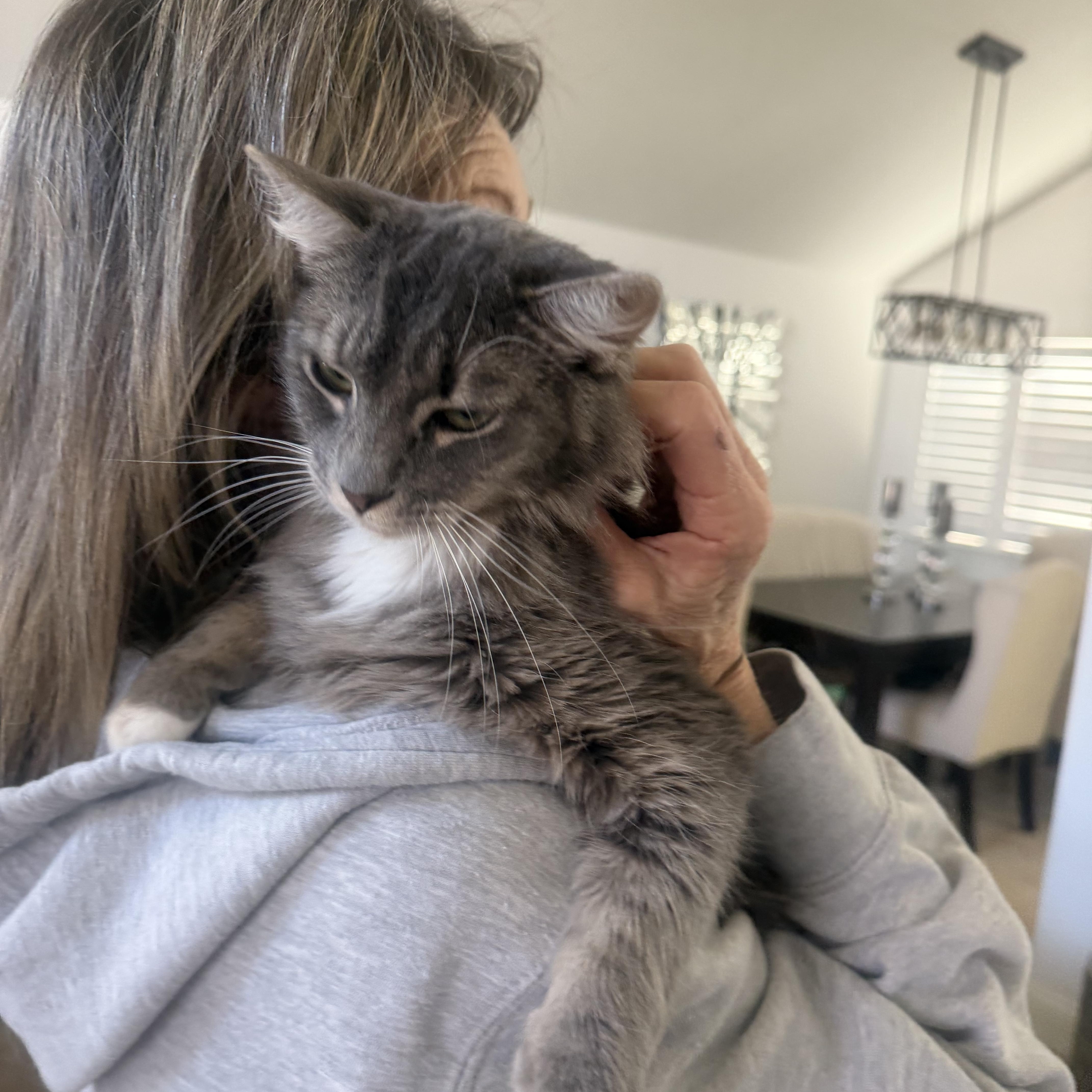 Mary, Adoptable, Young Female Domestic Medium Hair.