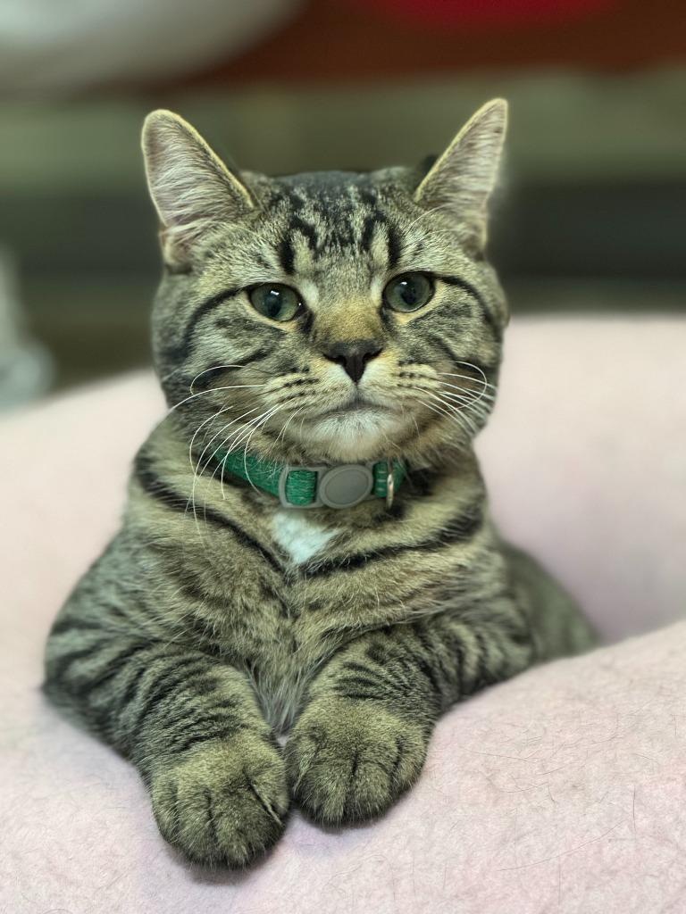 Sprinkles, Adoptable, Young Female Domestic Short Hair.