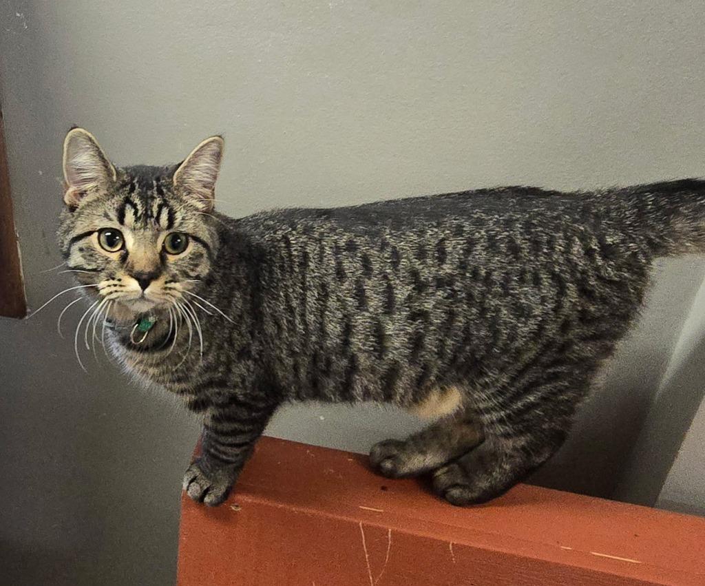 Enlarge Sprinkles, a Adoptable mixed breed in Algona, IA image 2/3