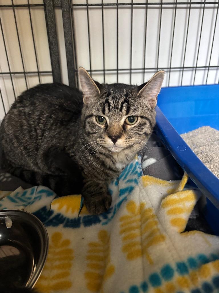 Enlarge Sprinkles, a Adoptable mixed breed in Algona, IA image 3/3