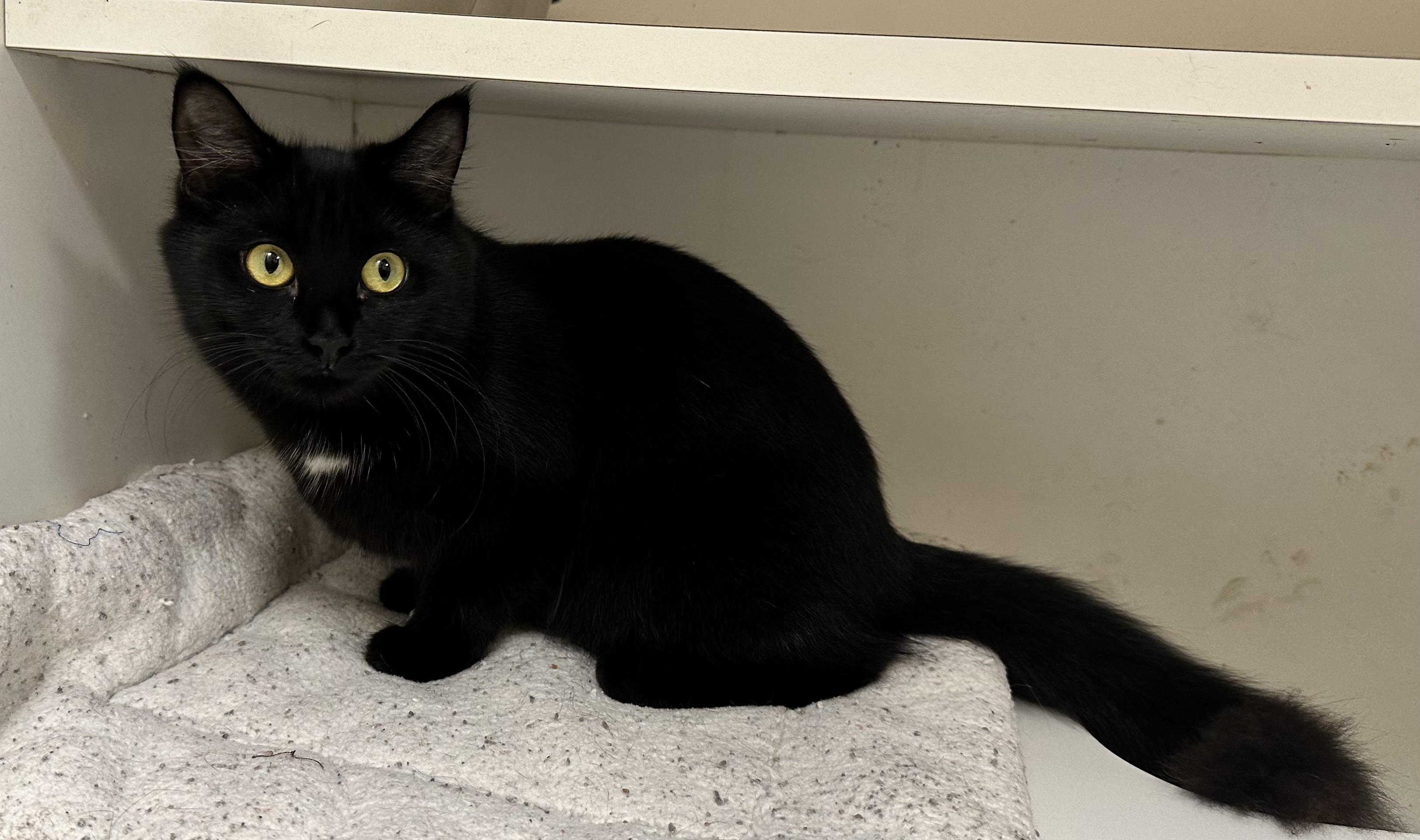 Enlarge Finch, a Adoptable Domestic Medium Hair in Wallingford, CT image 3/4