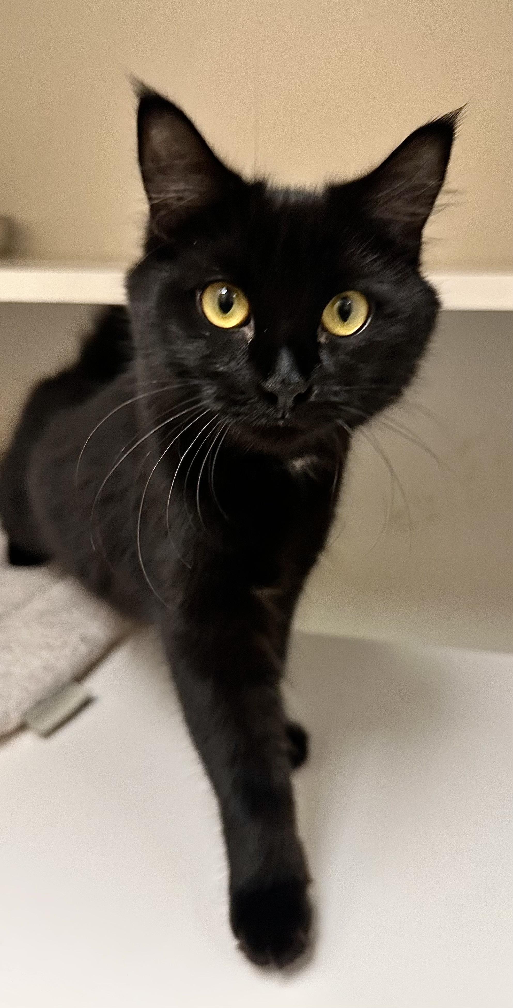 Enlarge Finch, a Adoptable Domestic Medium Hair in Wallingford, CT image 2/4