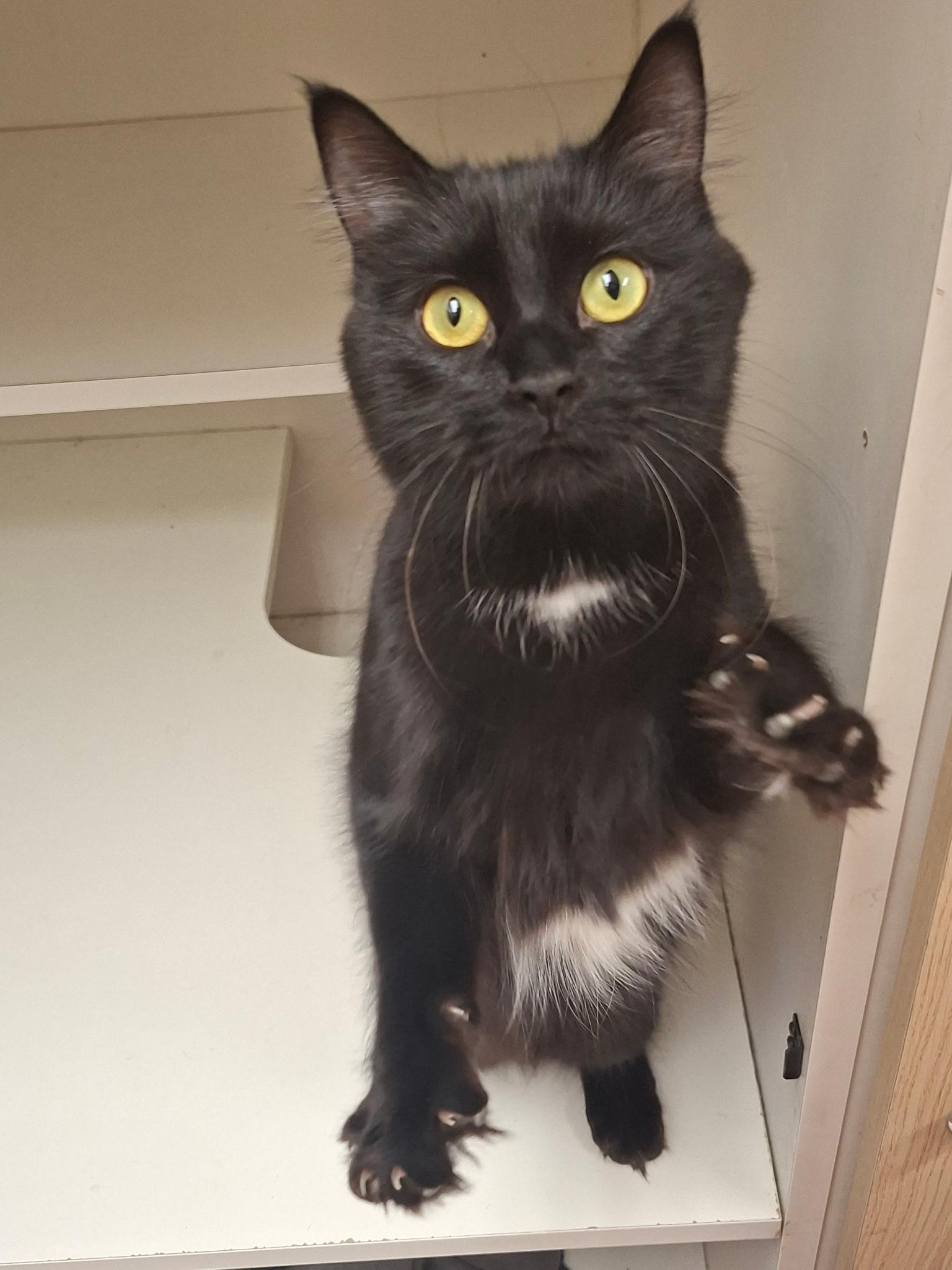 Finch, Adoptable, Young Female Domestic Medium Hair.